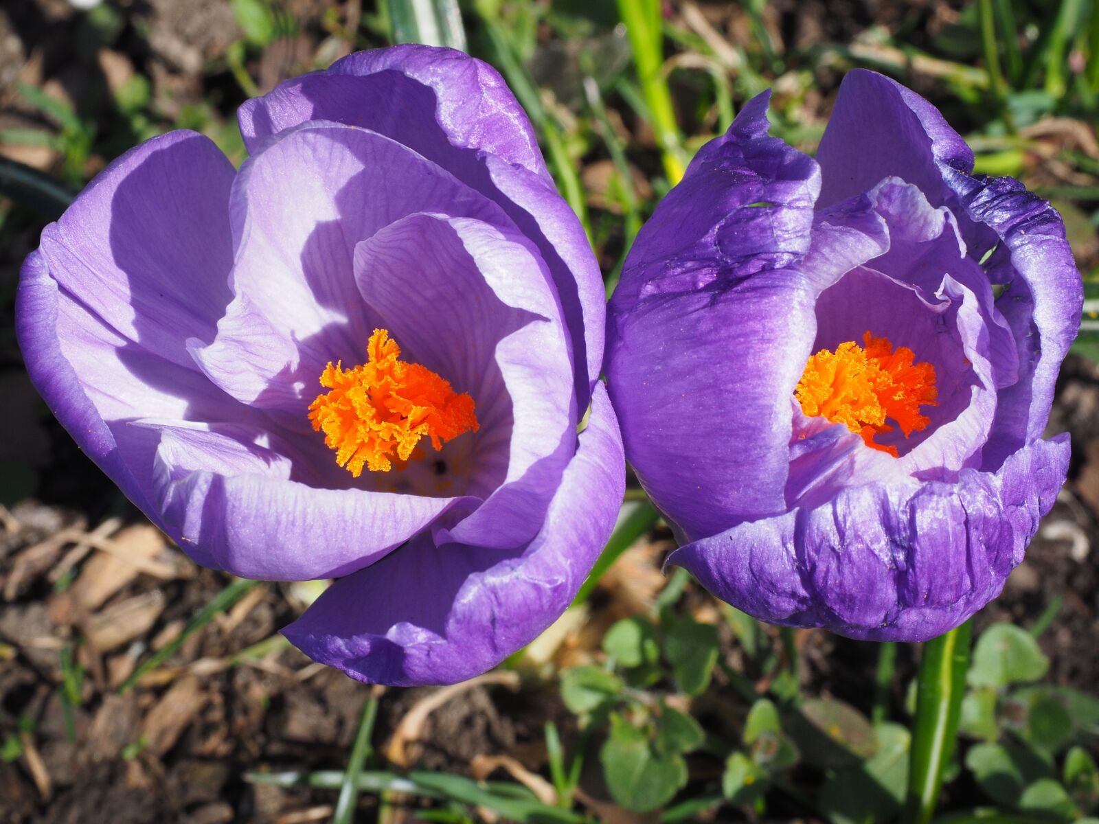 Olympus OM-D E-M1 + Olympus M.Zuiko Digital ED 12-40mm F2.8 Pro sample photo. Crocus, spring, bühen photography