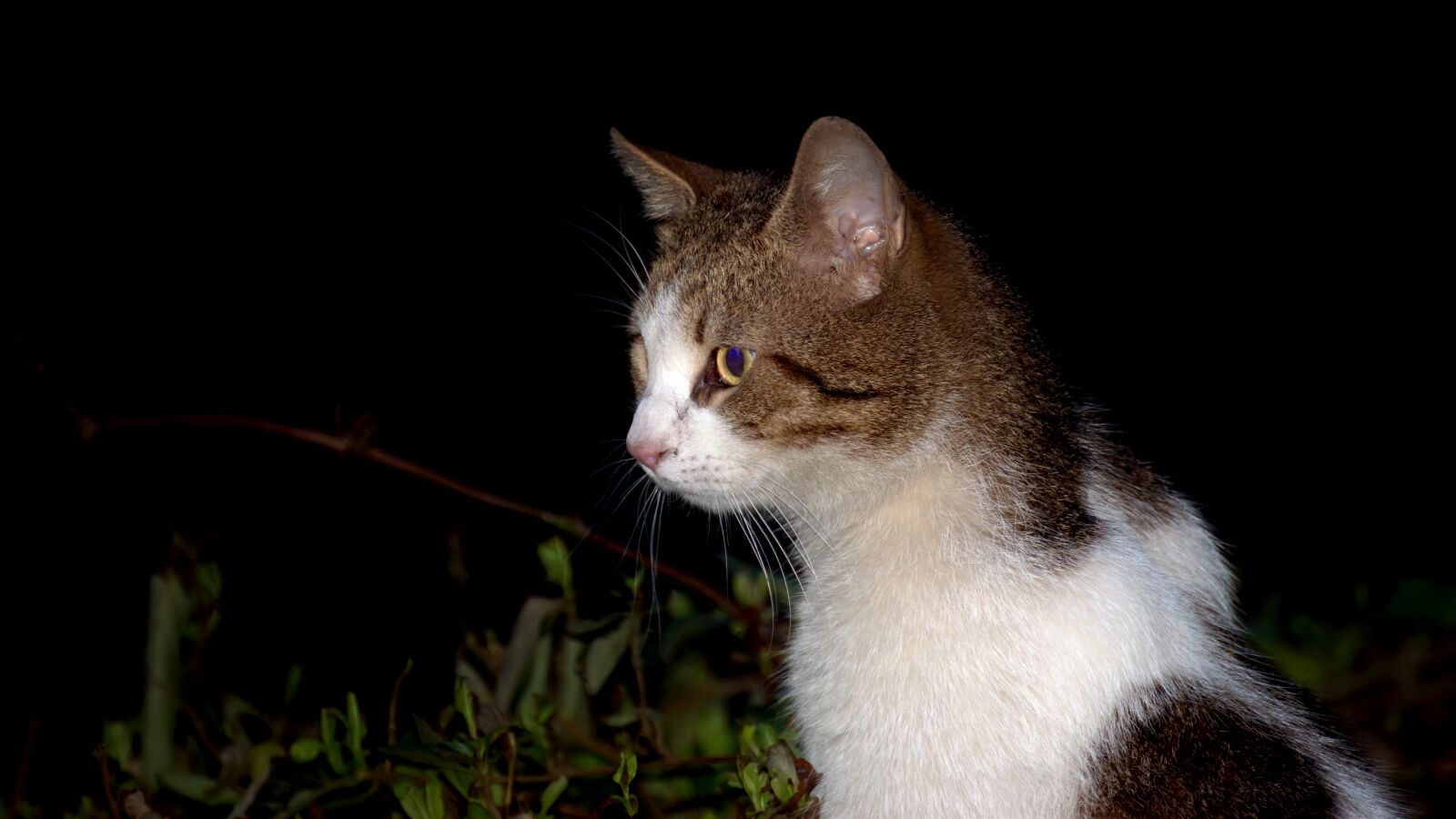 Nikon D5300 sample photo. Cat, pet, domestic photography