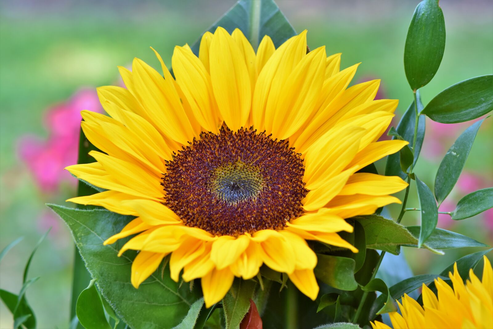 Nikon D7200 sample photo. Sunflower, flowers, flower bed photography