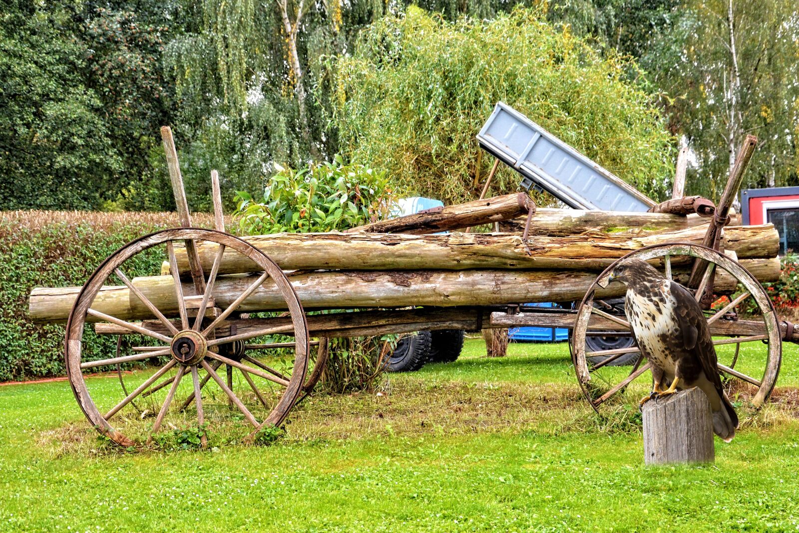 Nikon D3200 sample photo. Landscape, cart, bird photography
