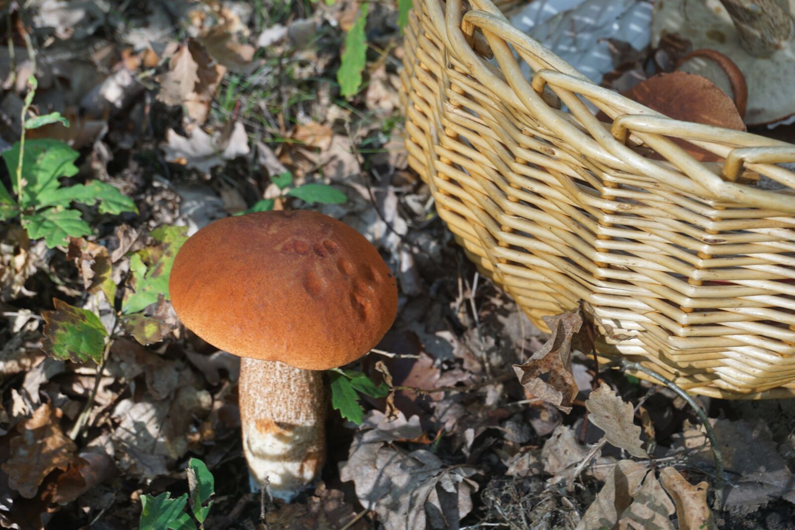Sony E 16-50mm F3.5-5.6 PZ OSS sample photo. Fungus, boletus, cep photography