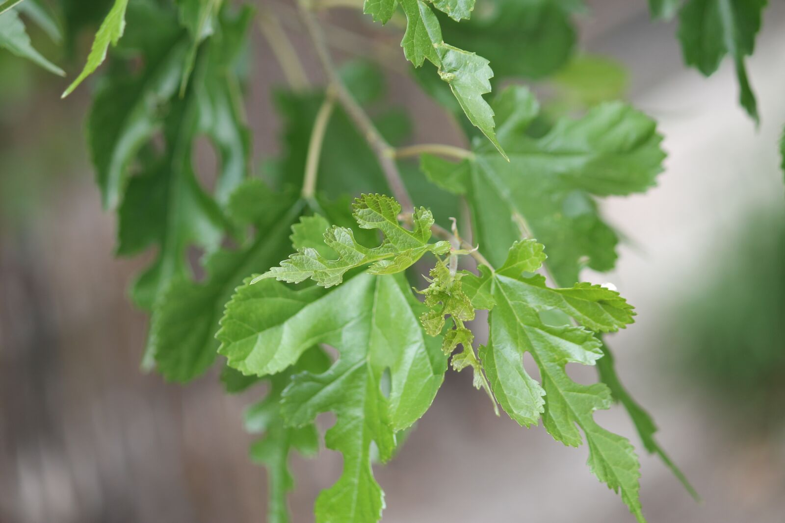 Canon EOS 1100D (EOS Rebel T3 / EOS Kiss X50) sample photo. Leaf, leaves, spring photography
