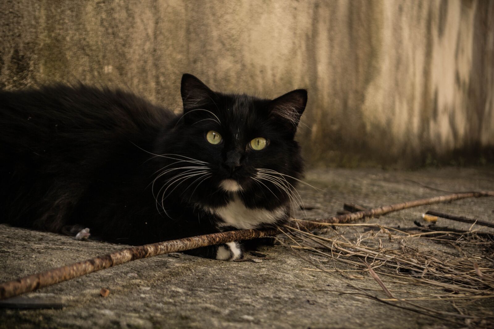 Nikon D3100 sample photo. Cat, pet, animal photography