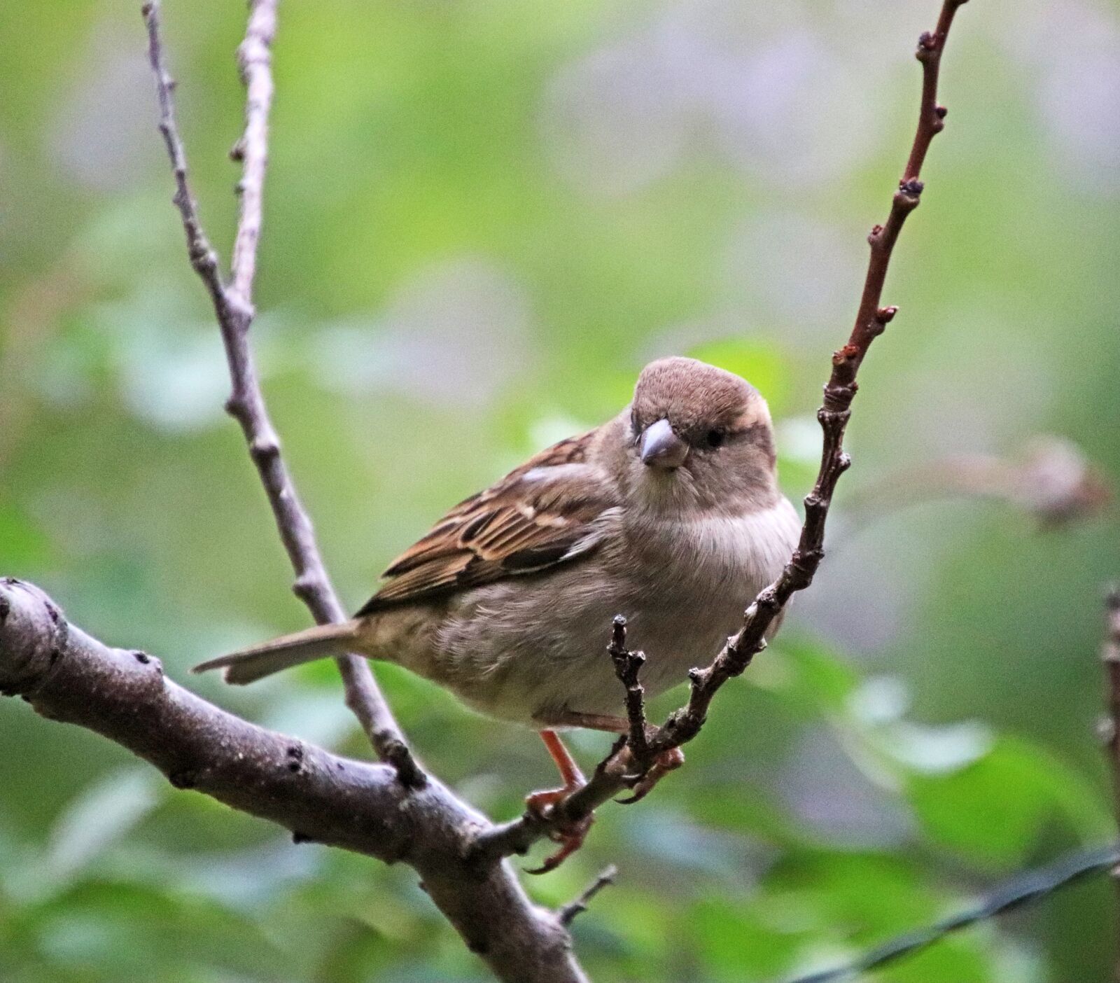Canon EOS 800D (EOS Rebel T7i / EOS Kiss X9i) sample photo. Bird, sparrow, perched photography