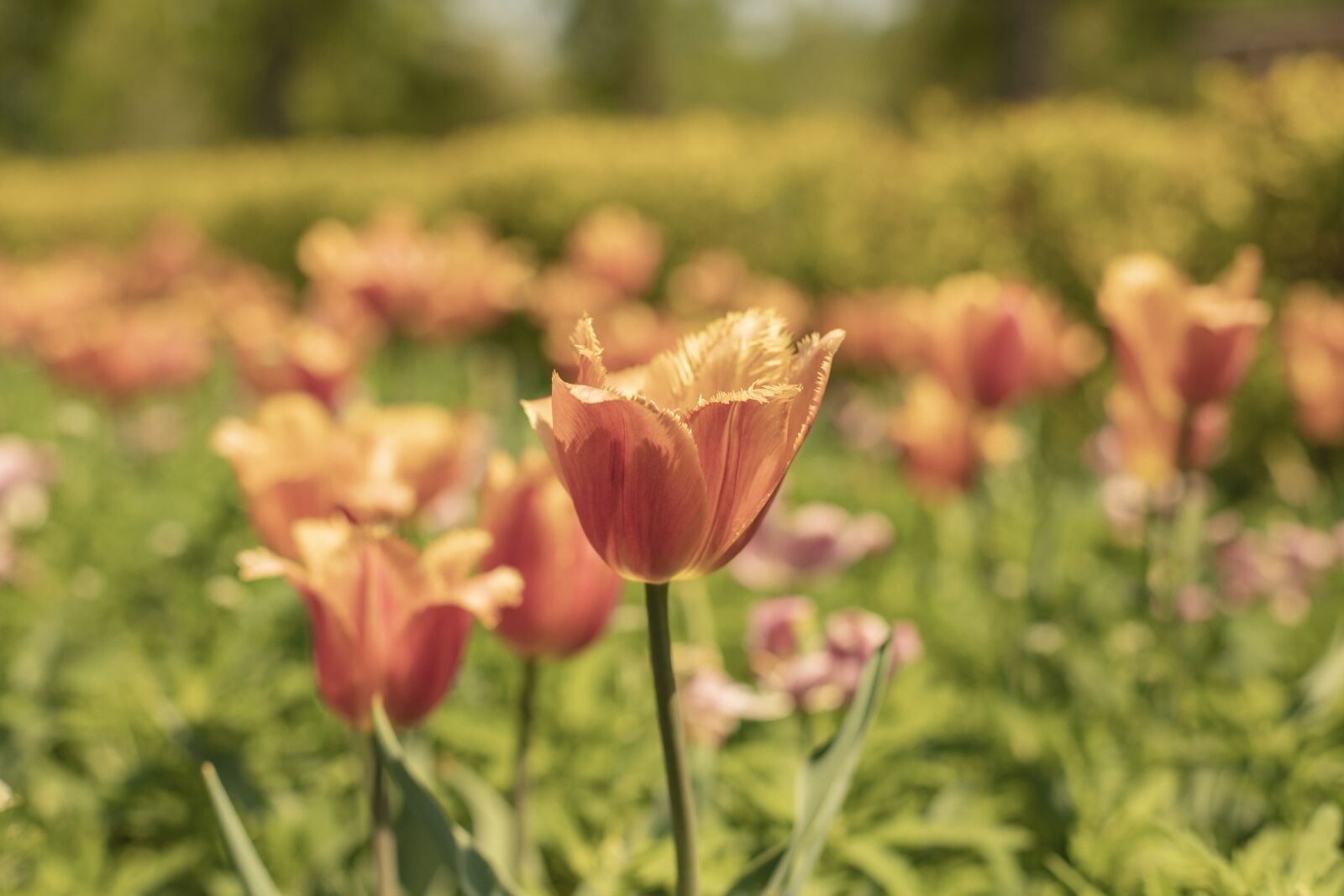 Canon EOS 6D Mark II sample photo. Tulip, flower, spring photography