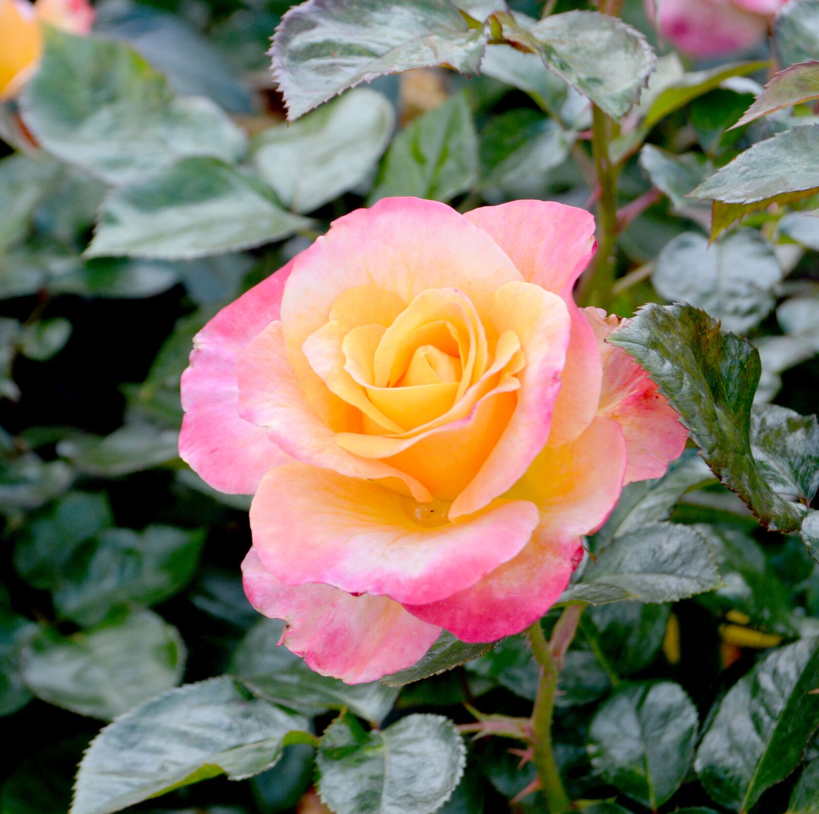 Nikon D3200 sample photo. Rose, yellow, pink photography