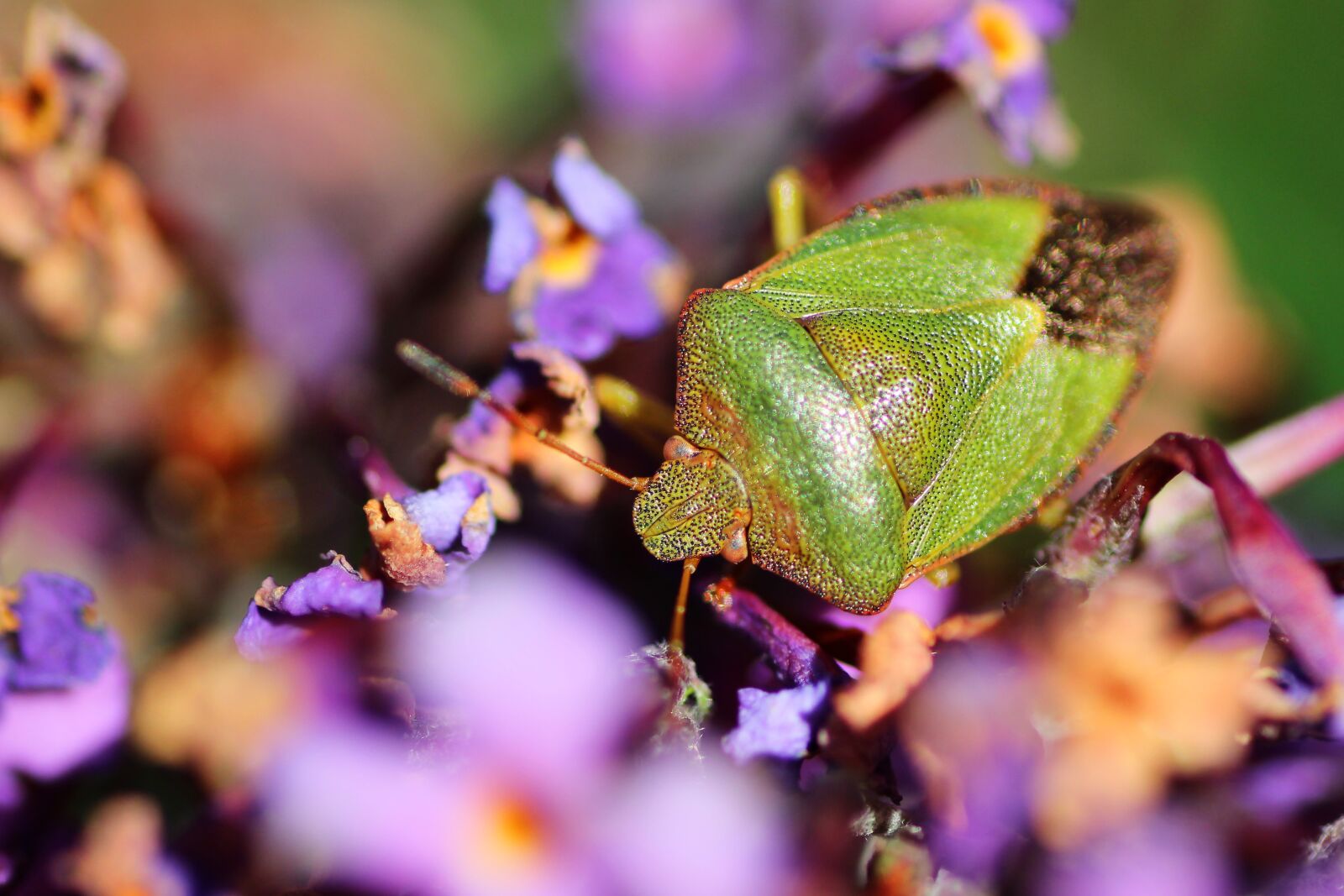 Tamron SP 90mm F2.8 Di VC USD 1:1 Macro sample photo. Bug, insect, nature photography