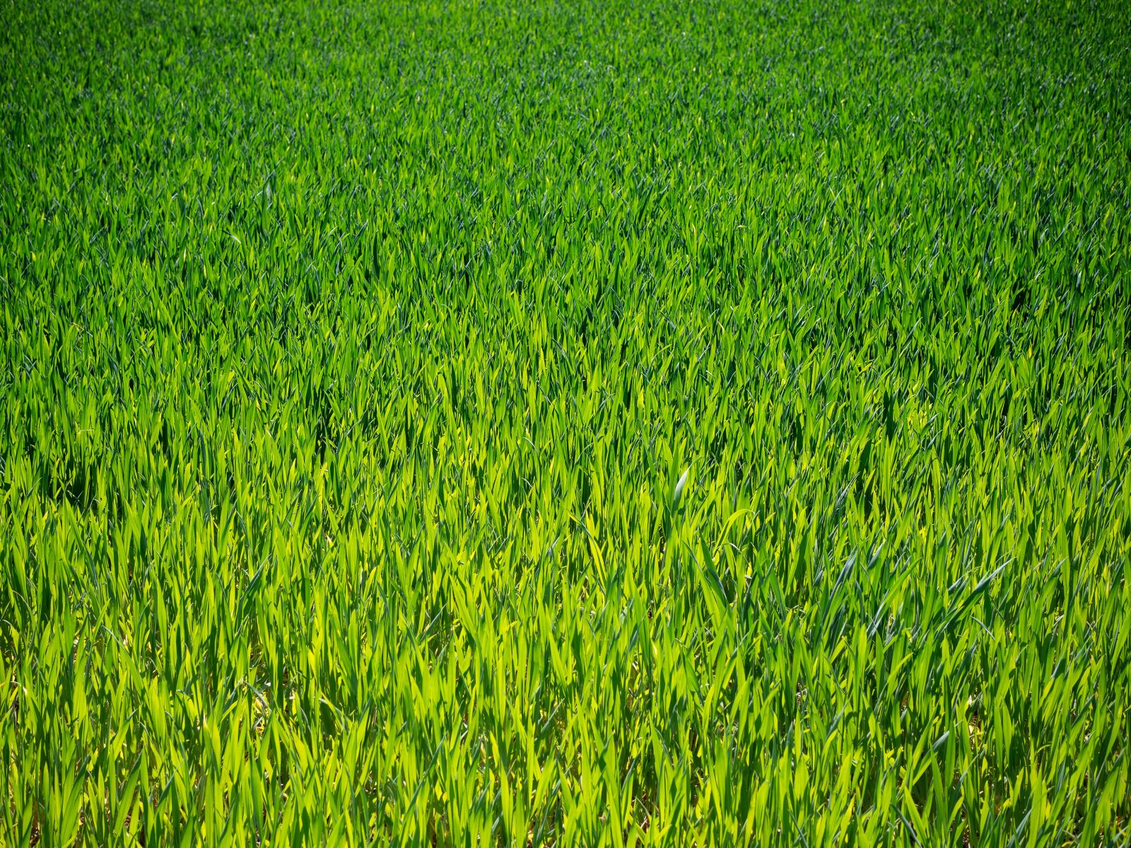 Olympus PEN E-PL9 sample photo. Field, young, green photography