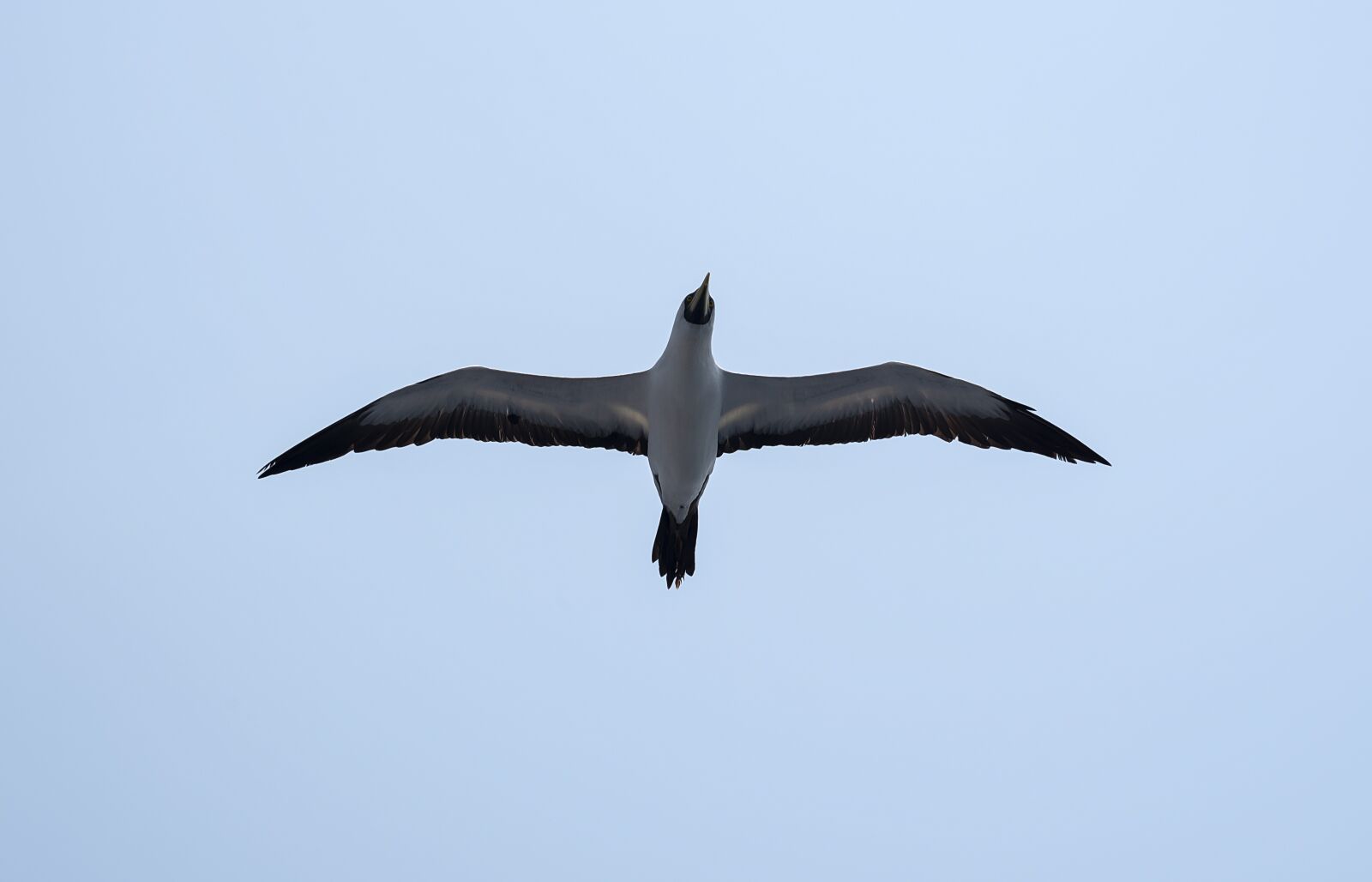 Nikon D750 sample photo. Seagull, bird, sea photography