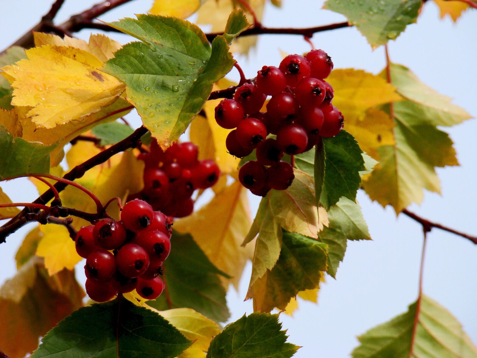 Sony DSC-H9 sample photo. Berry, autumn, hawthorn photography