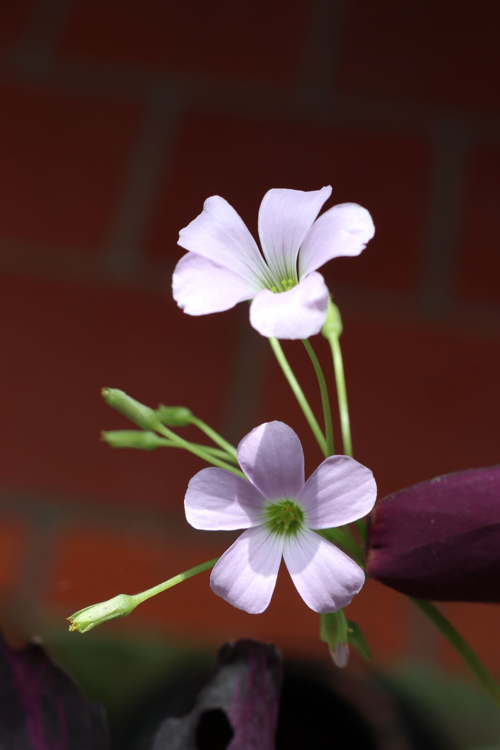 Canon EOS M6 sample photo. Two, cute flowers, purple photography