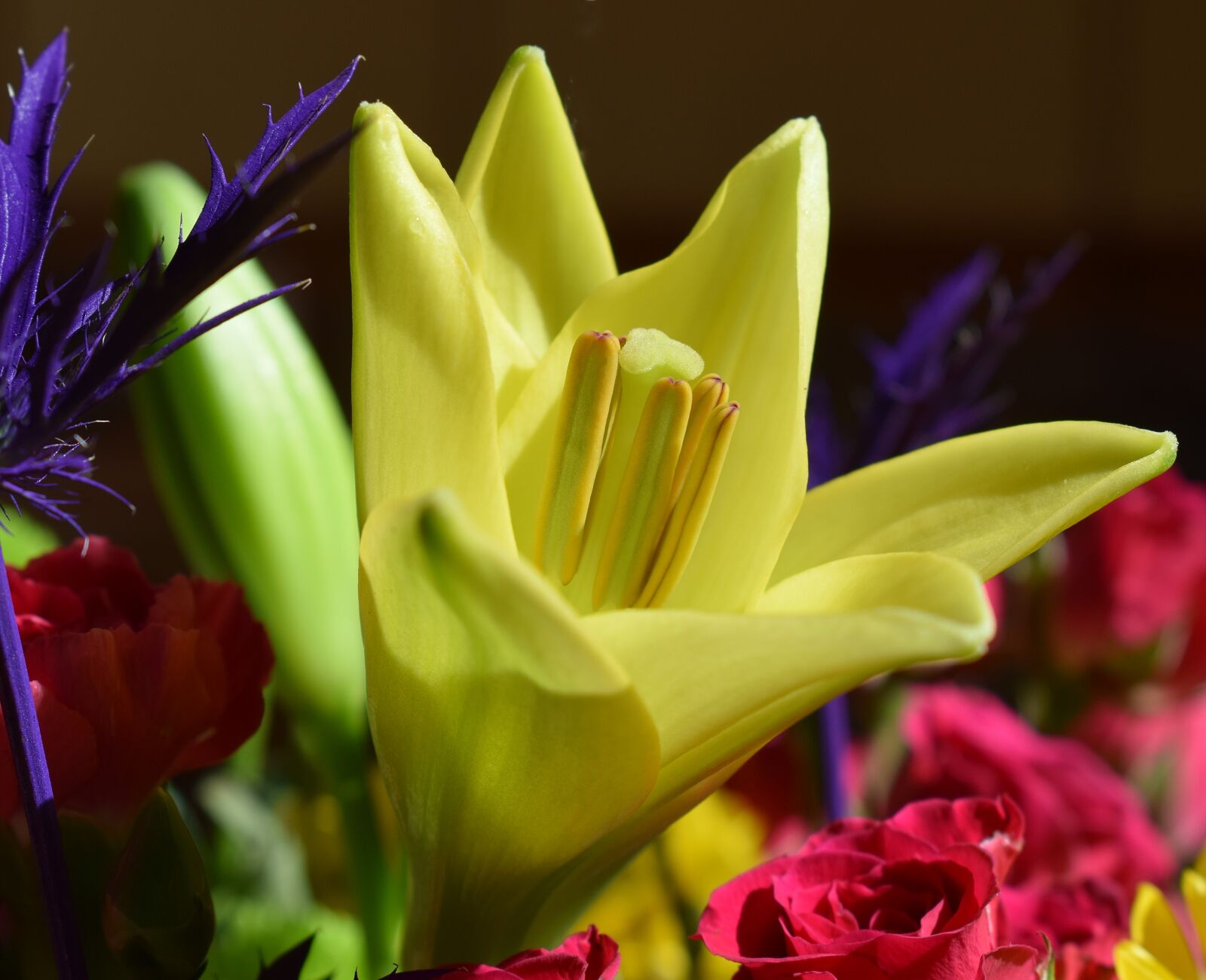 Nikon D3300 sample photo. Lily opening, lily, flower photography
