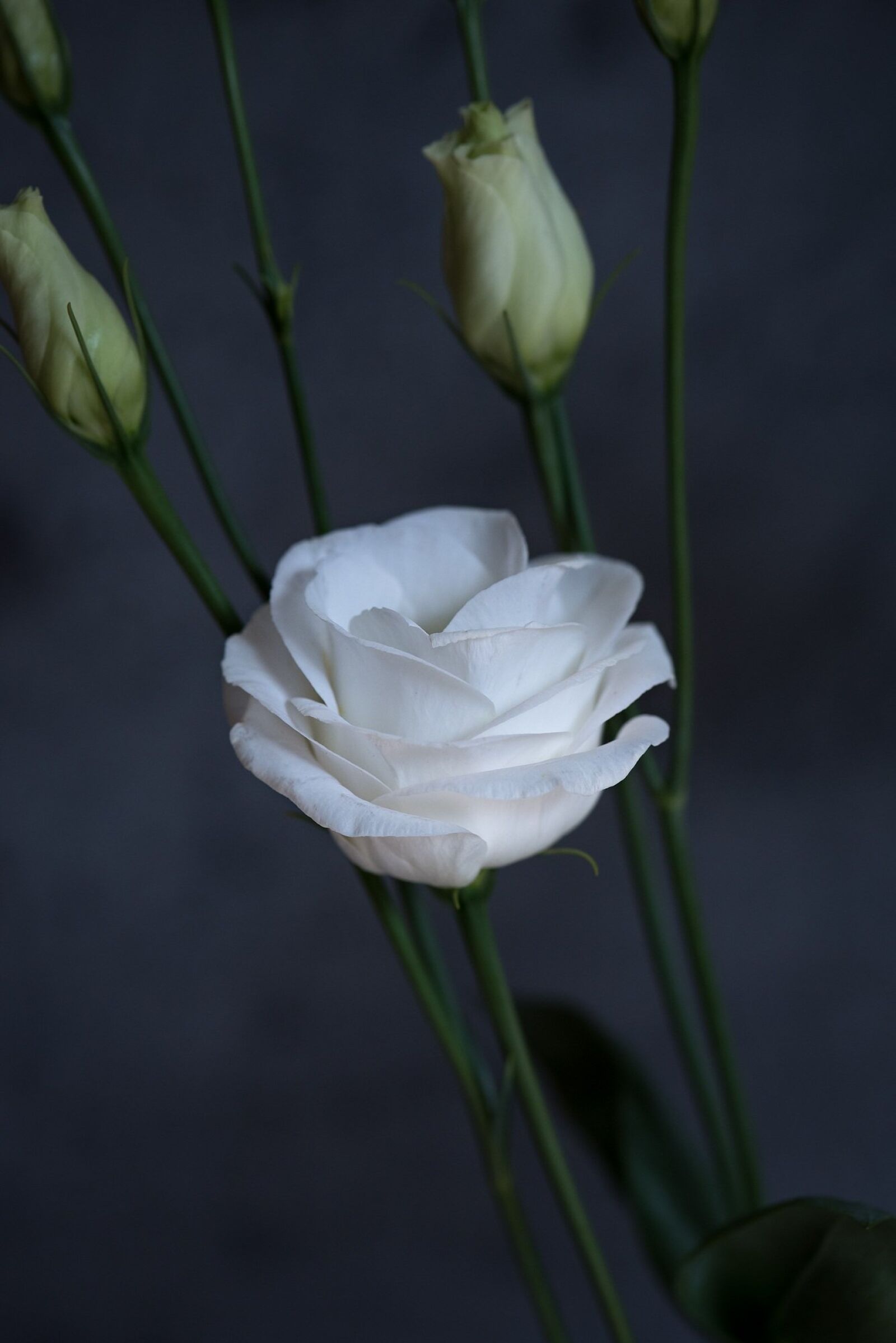 Nikon D750 sample photo. Lisianthus, flower, blossom photography
