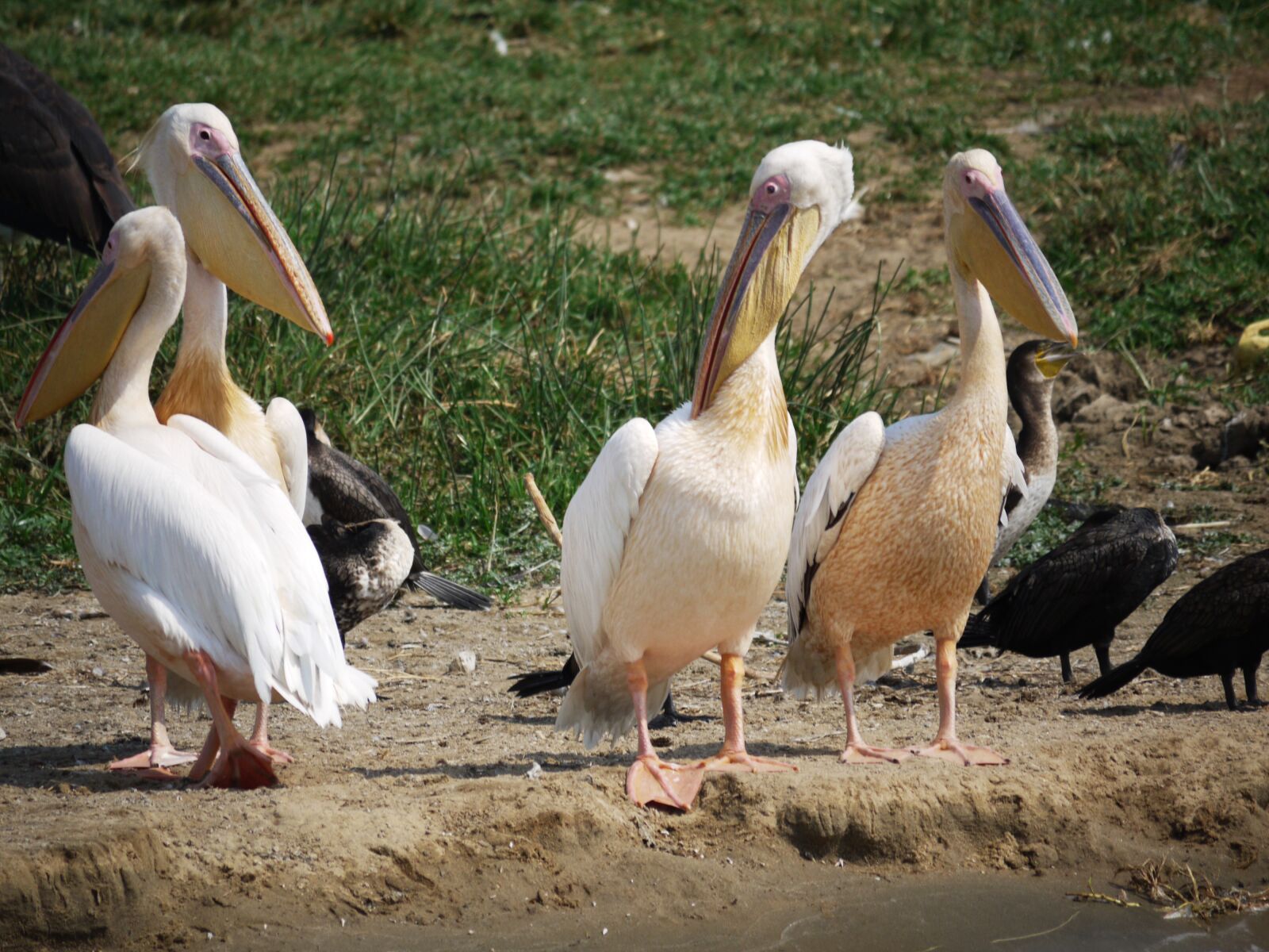 Panasonic Lumix DMC-G1 sample photo. Pink pelican, pelicans, group photography