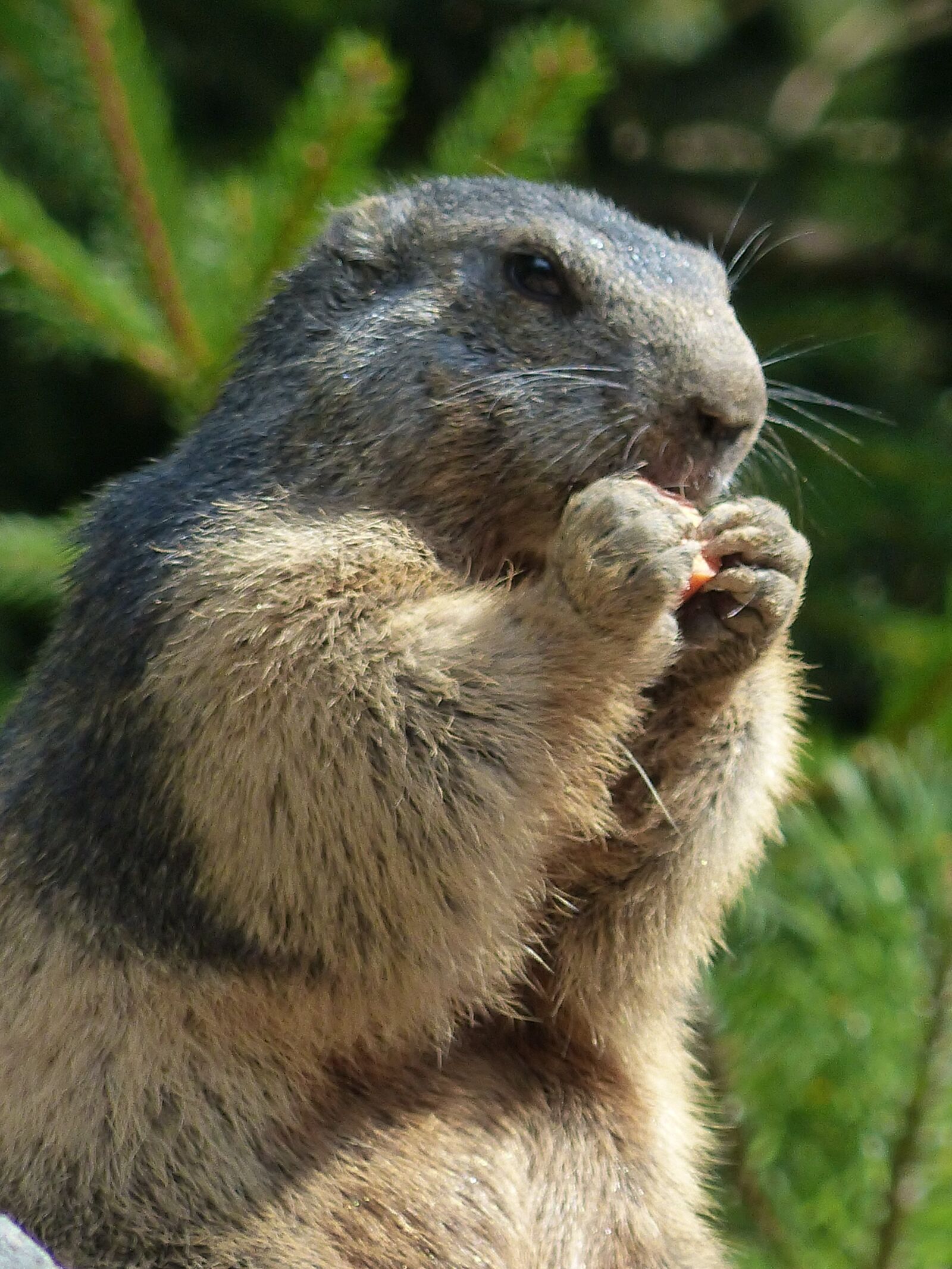 Panasonic Lumix DMC-FZ200 sample photo. Marmot, animal, wildlife photography