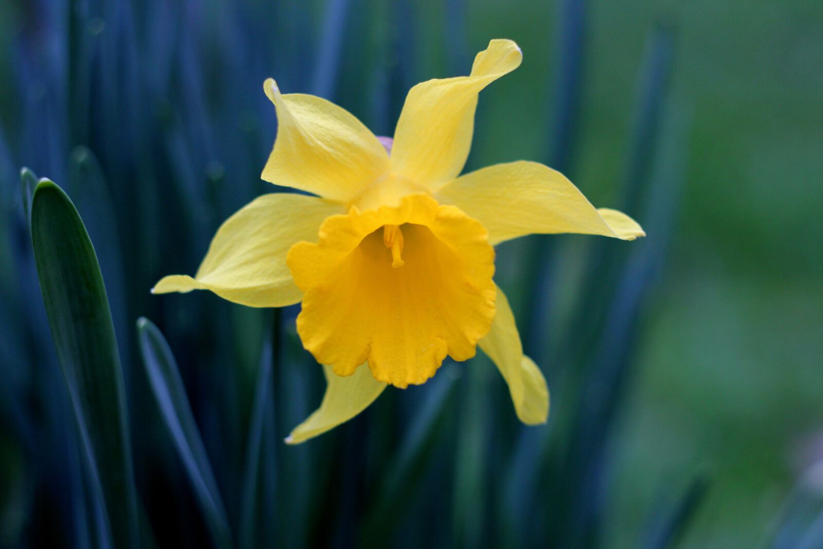 Canon EOS 550D (EOS Rebel T2i / EOS Kiss X4) sample photo. Flower, nature, meditation photography