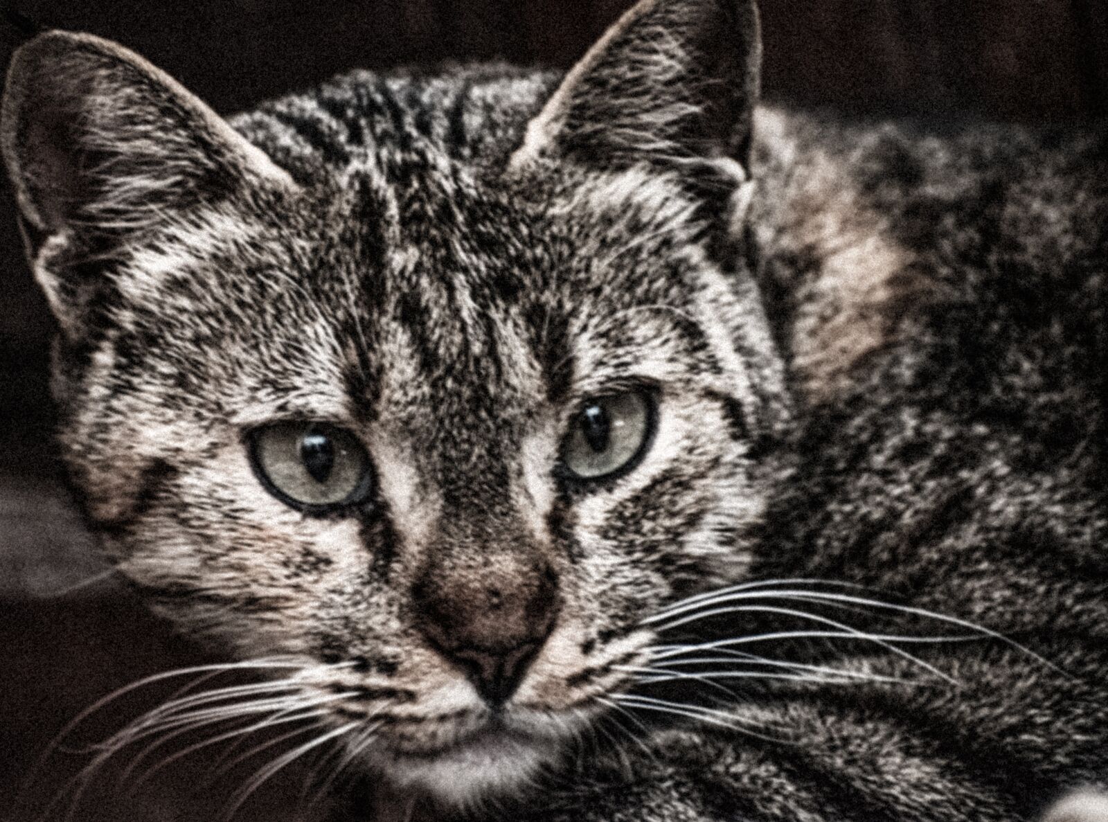 Nikon D5600 sample photo. Cat, animal, close-up photography
