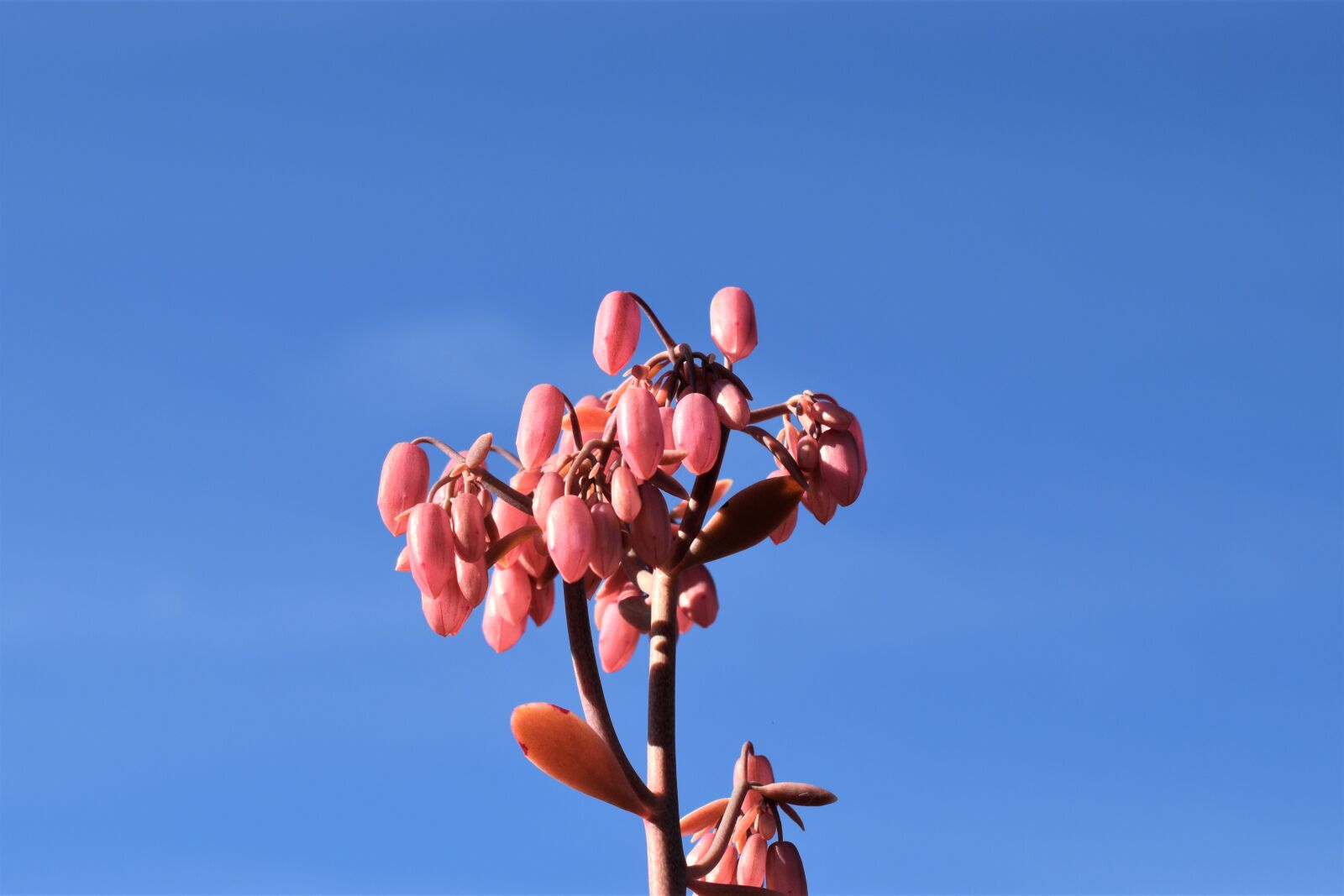 Nikon D3500 sample photo. Kalanchoe, plant, succulent photography