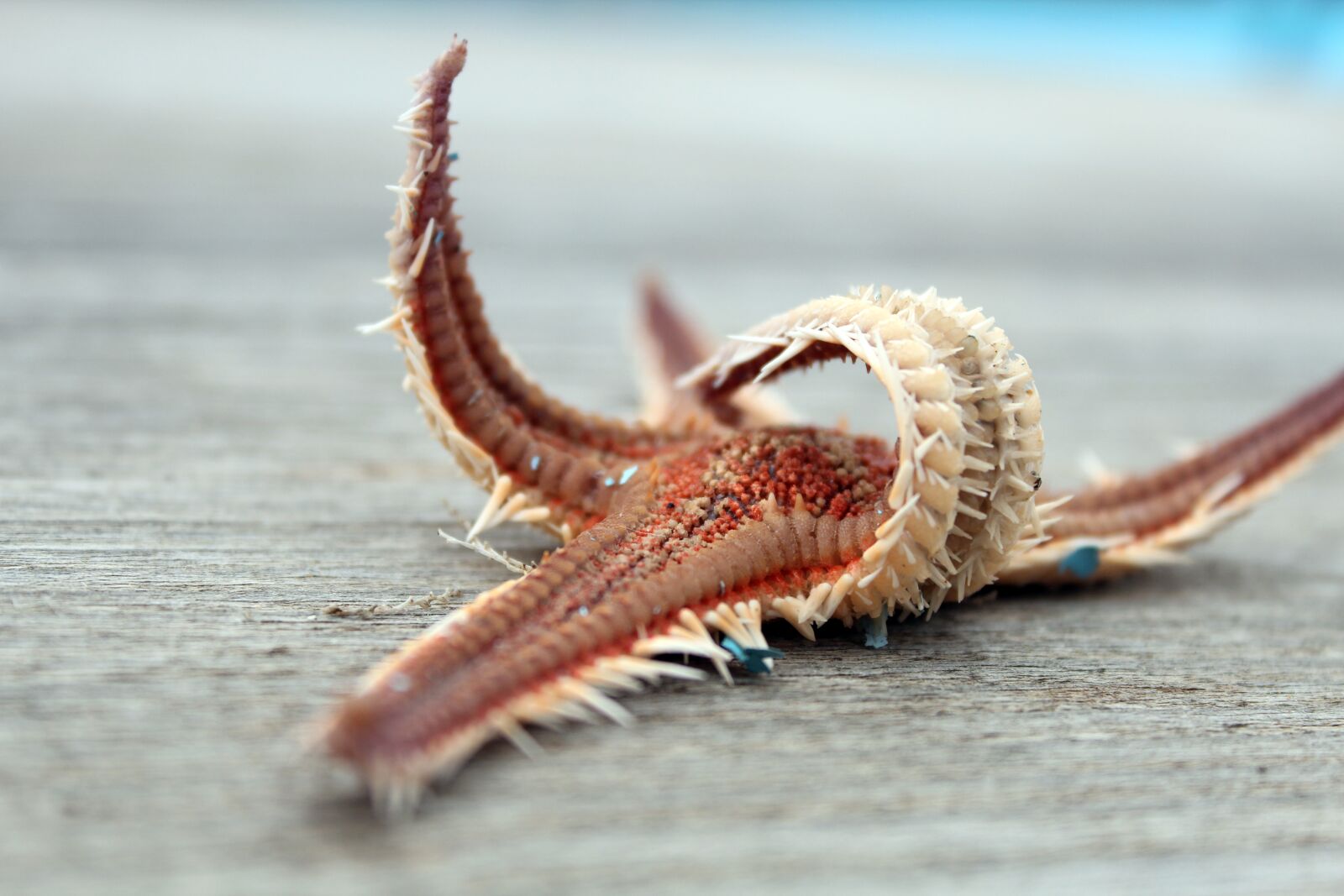 Canon EOS 600D (Rebel EOS T3i / EOS Kiss X5) sample photo. Starfish, dry, sea animal photography