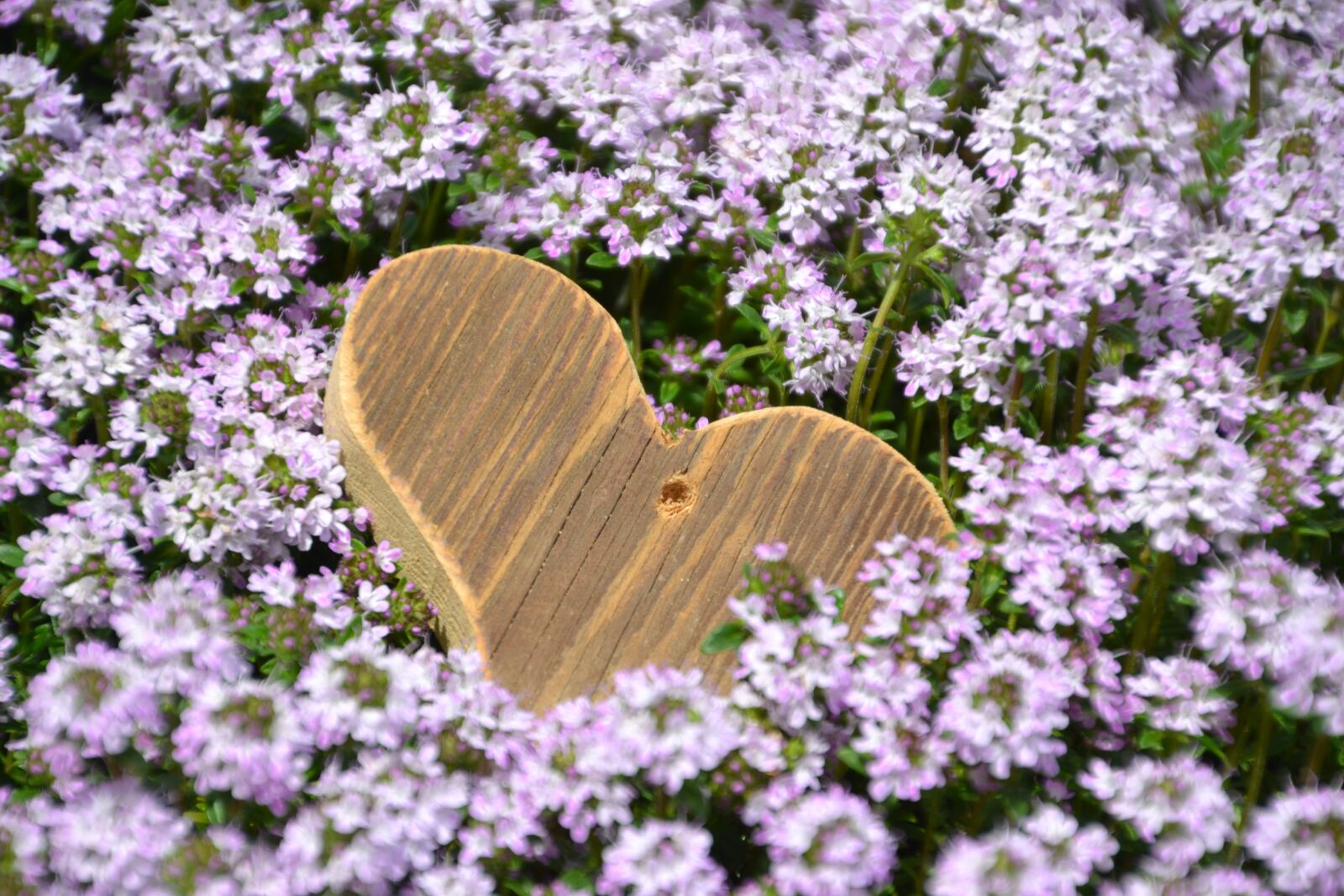 Nikon D3100 sample photo. Love, heart, mother's day photography