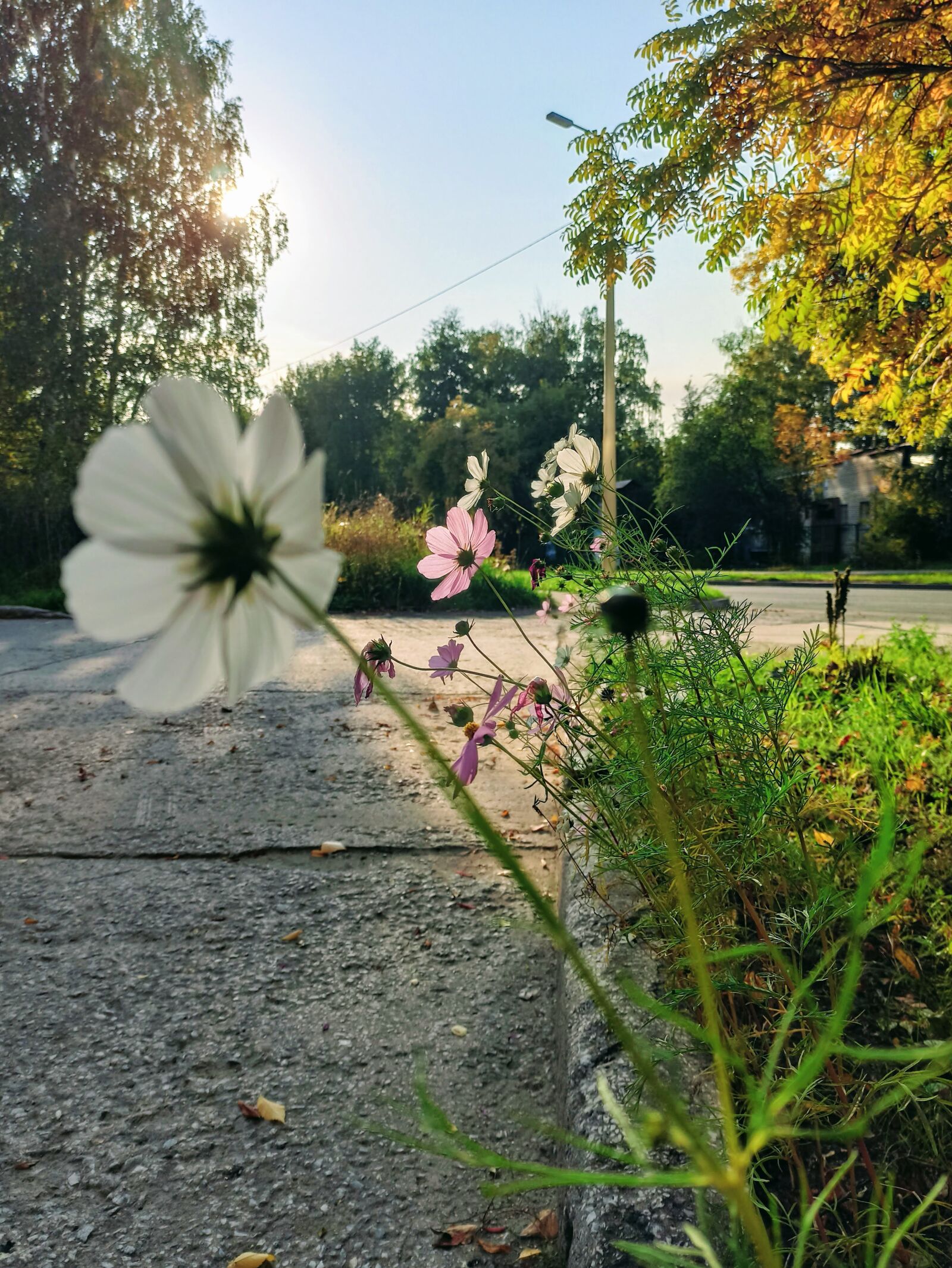 Xiaomi Redmi Note 8 Pro sample photo. Autumn, warm, nature photography