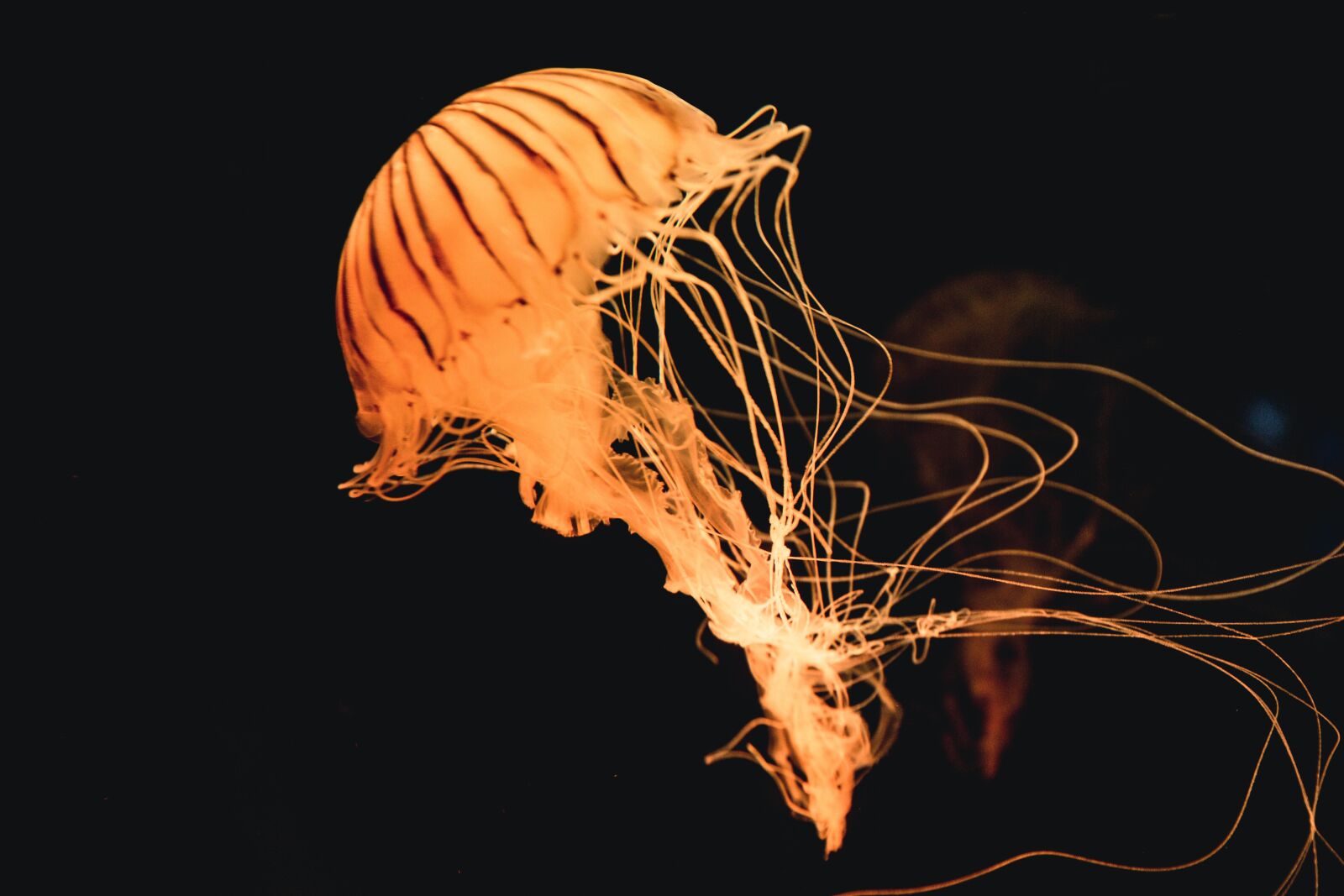 Canon EF 24-70mm F2.8L II USM sample photo. Animal, jellyfish, ocean photography
