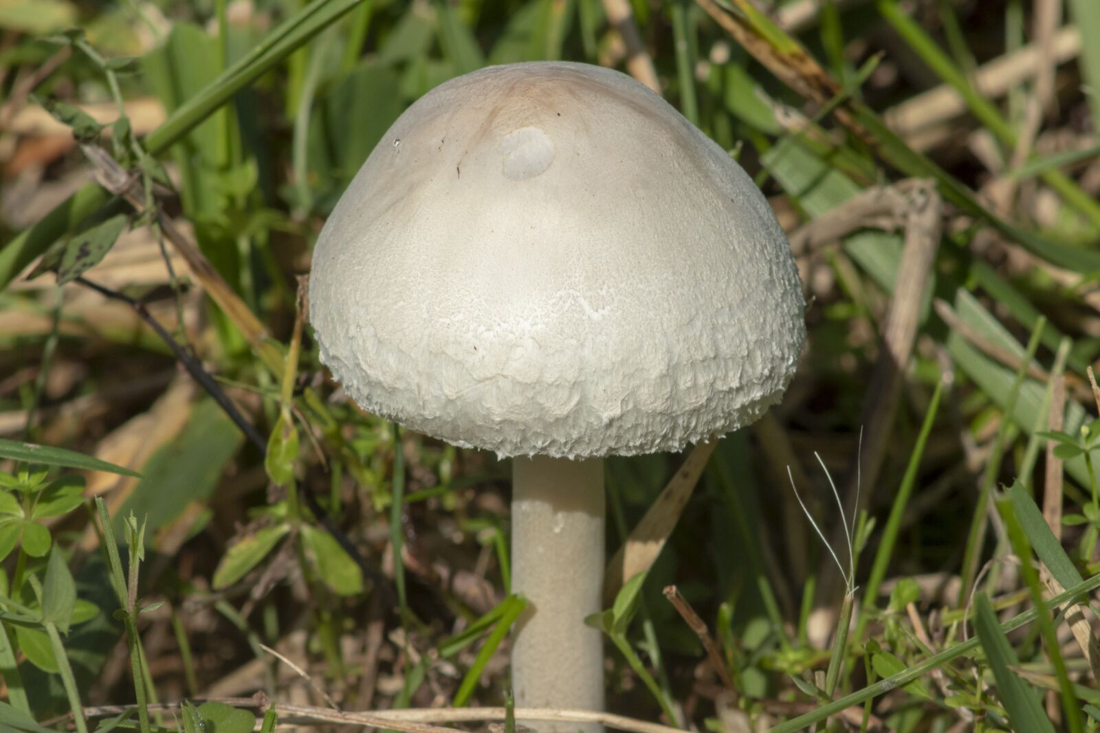 Canon EF75-300mm f/4-5.6 sample photo. Mushroom, spore, fungus photography