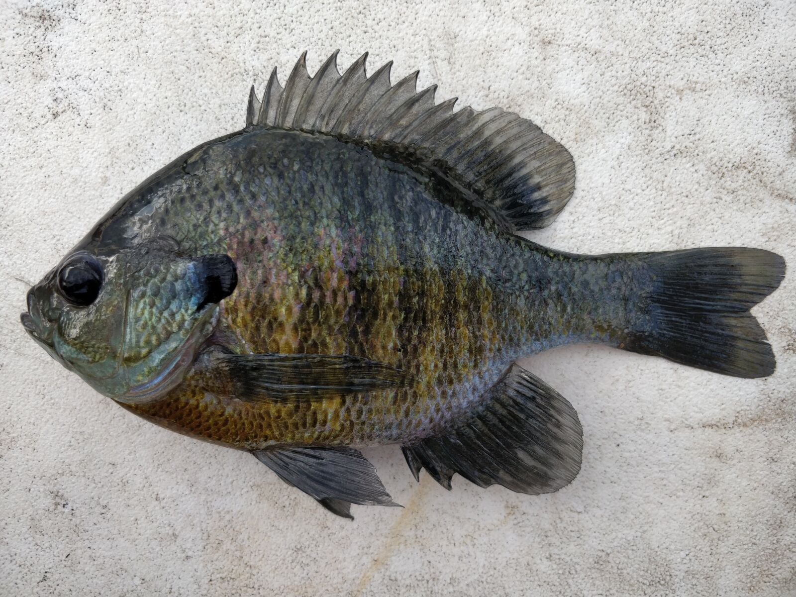 OnePlus 5 sample photo. Fish, bluegill, fishing photography