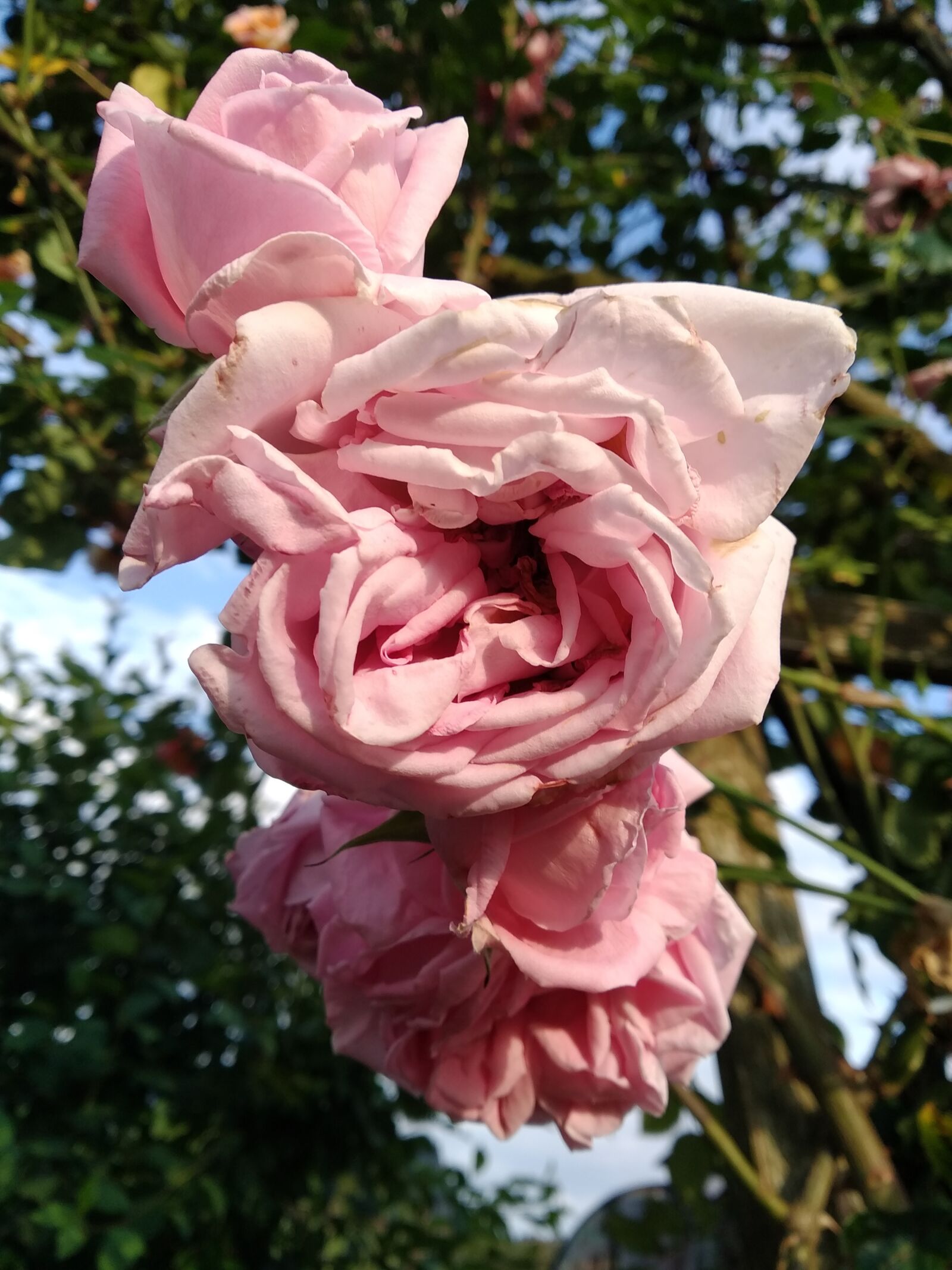 Xiaomi Mi A2 Lite sample photo. Rose, garden, rose bush photography