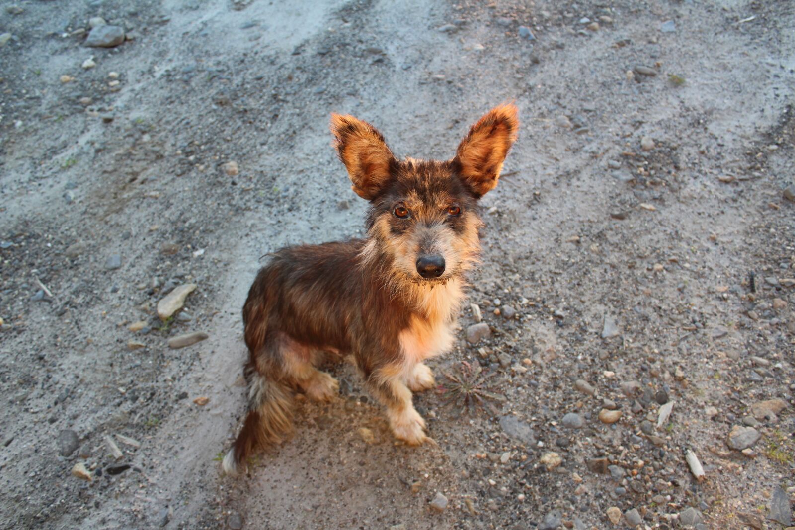 Canon EOS 1200D (EOS Rebel T5 / EOS Kiss X70 / EOS Hi) sample photo. Adopt, adoption, alone, animal photography