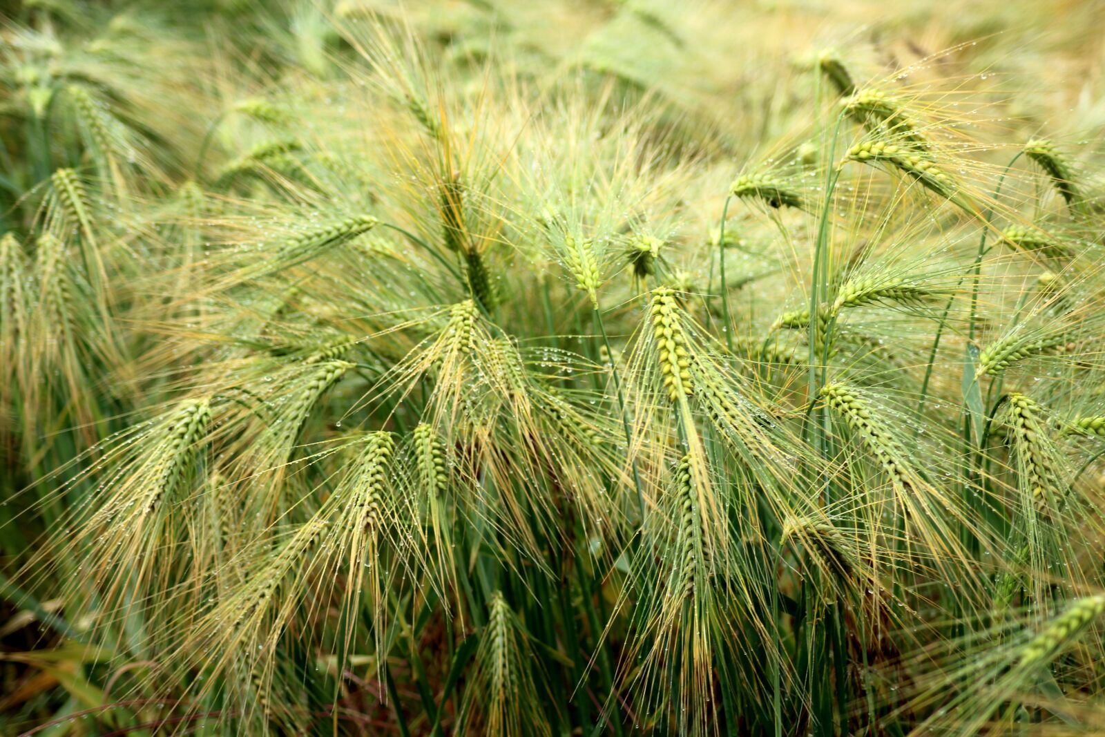 Canon EOS 1200D (EOS Rebel T5 / EOS Kiss X70 / EOS Hi) sample photo. Corn, ears, matures photography