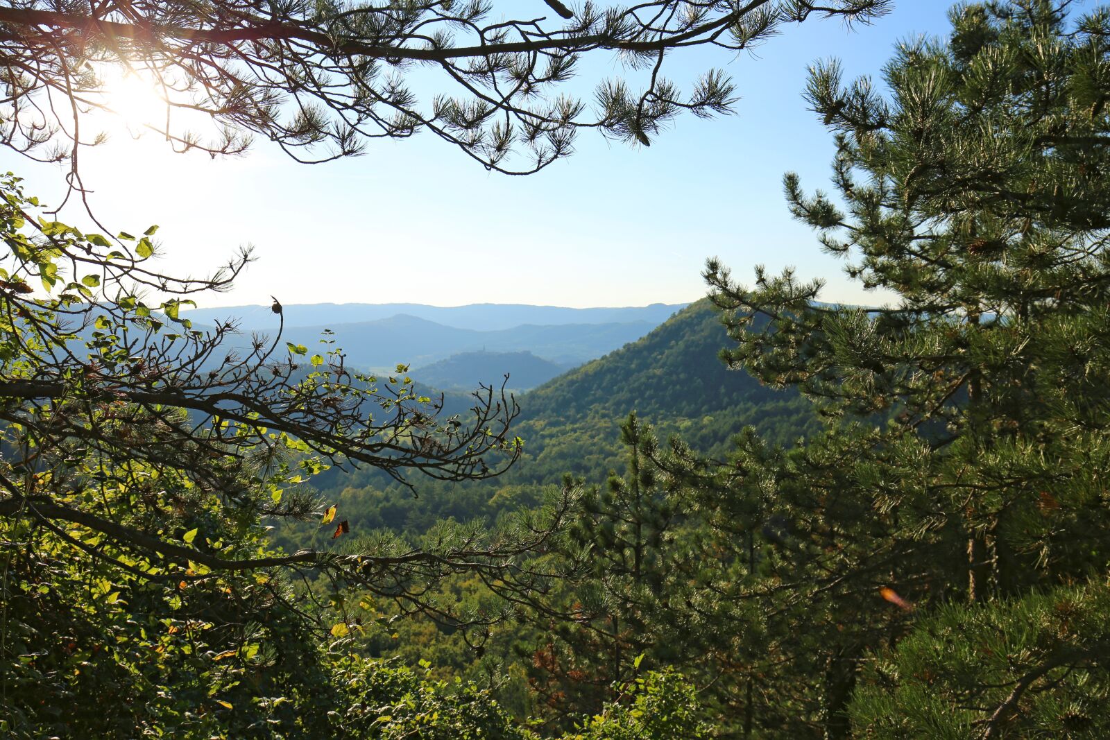 Canon EF 16-35mm F4L IS USM sample photo. Nature, tree, landscape photography