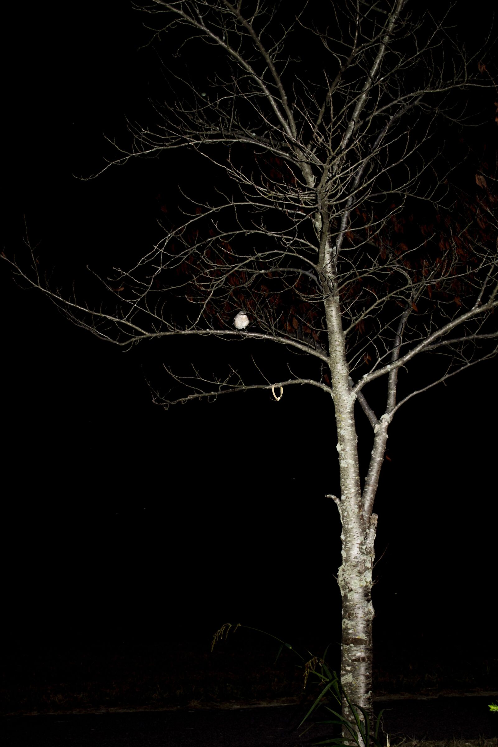 Nikon D5600 sample photo. árbol, pájaro, tree photography
