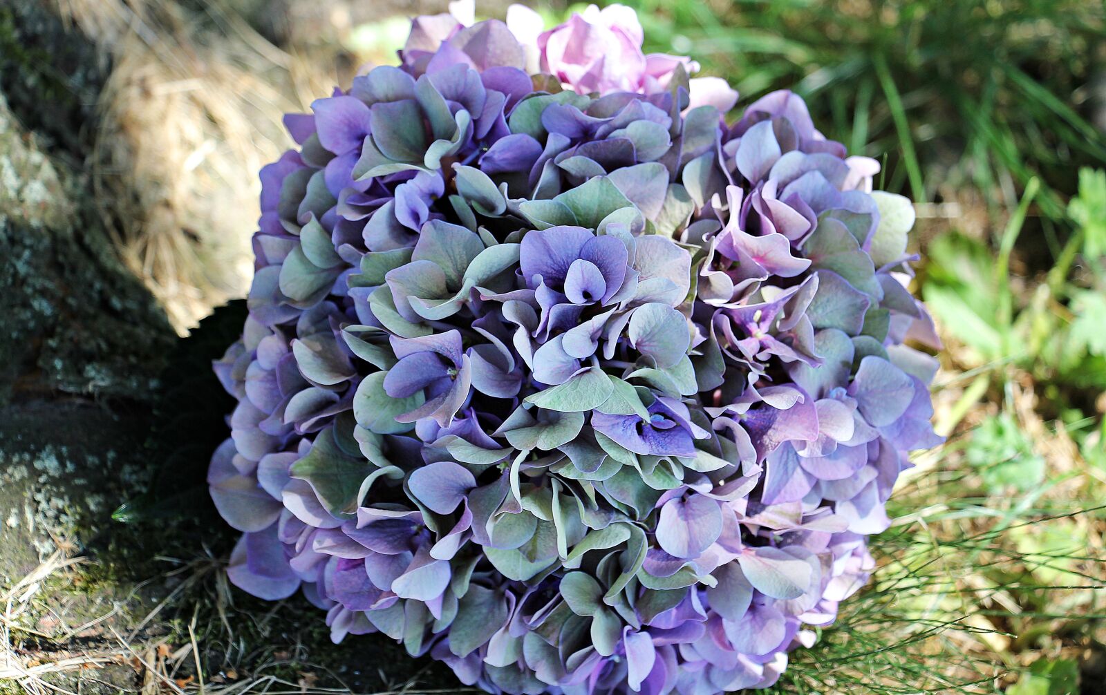 Canon EOS 550D (EOS Rebel T2i / EOS Kiss X4) sample photo. Hydrangea, flower, blossom photography