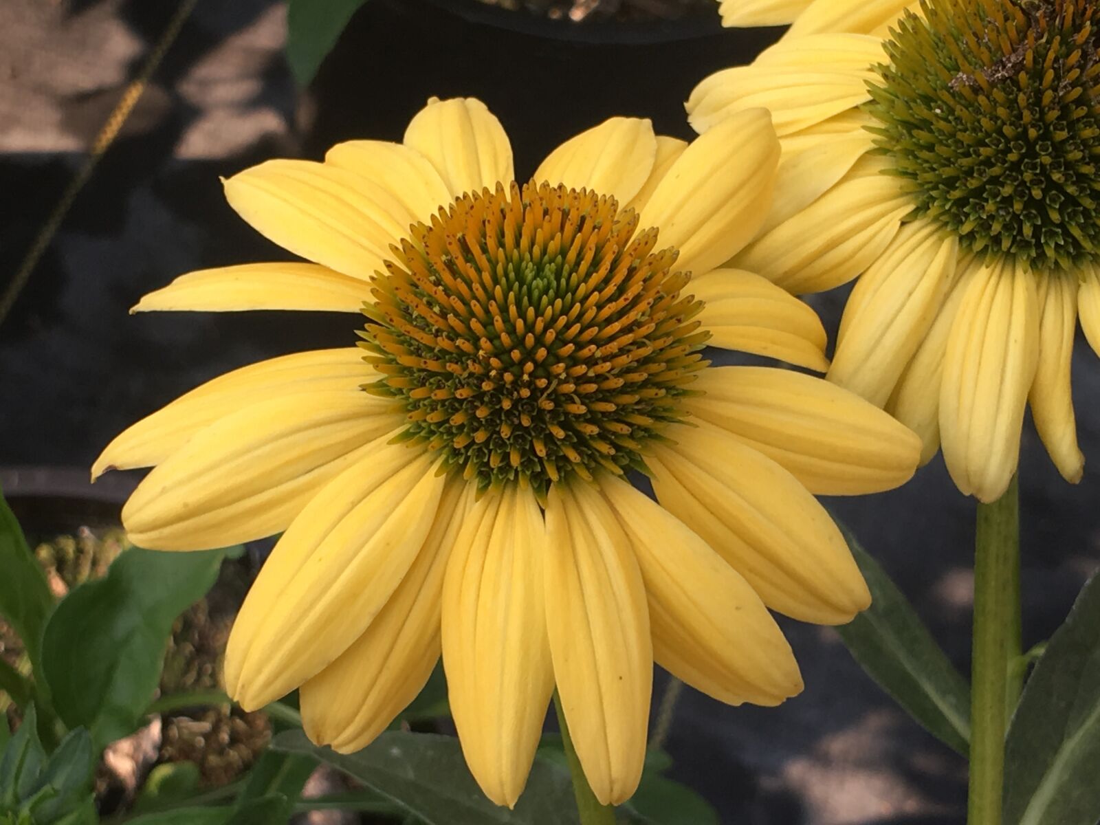 Apple iPhone 6s Plus sample photo. Flower, field, beautiful photography