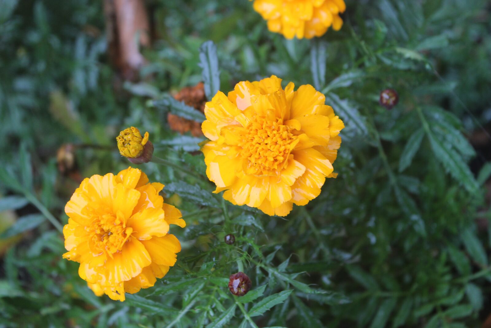 Canon EOS 600D (Rebel EOS T3i / EOS Kiss X5) sample photo. Flower, yellow, yellow flowers photography