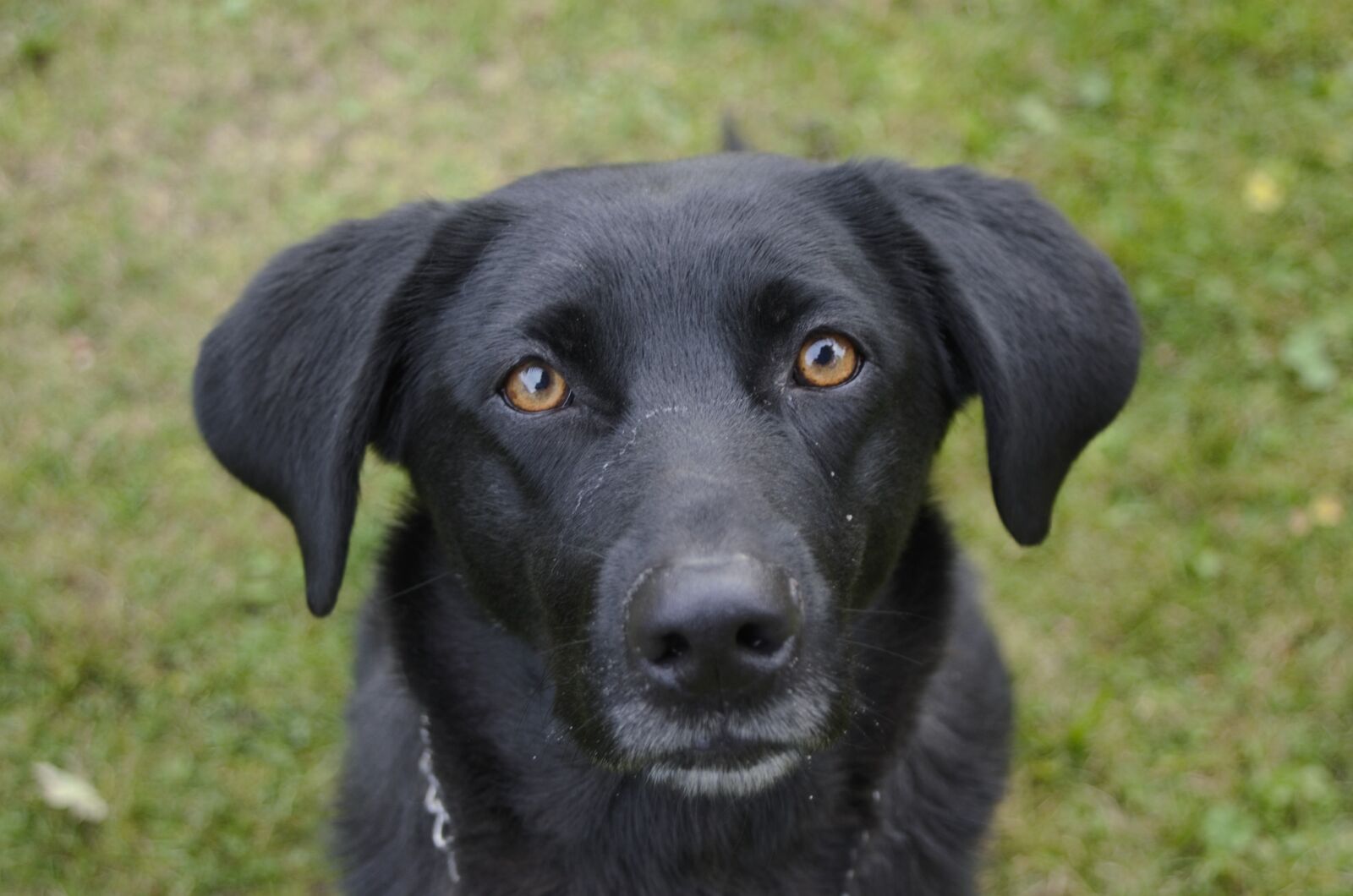 Nikon D7000 sample photo. Dog, black, brown eyes photography