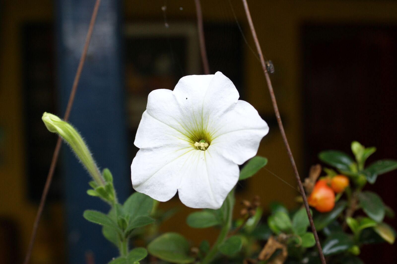 Sony Alpha DSLR-A390 sample photo. Nature, the, field photography