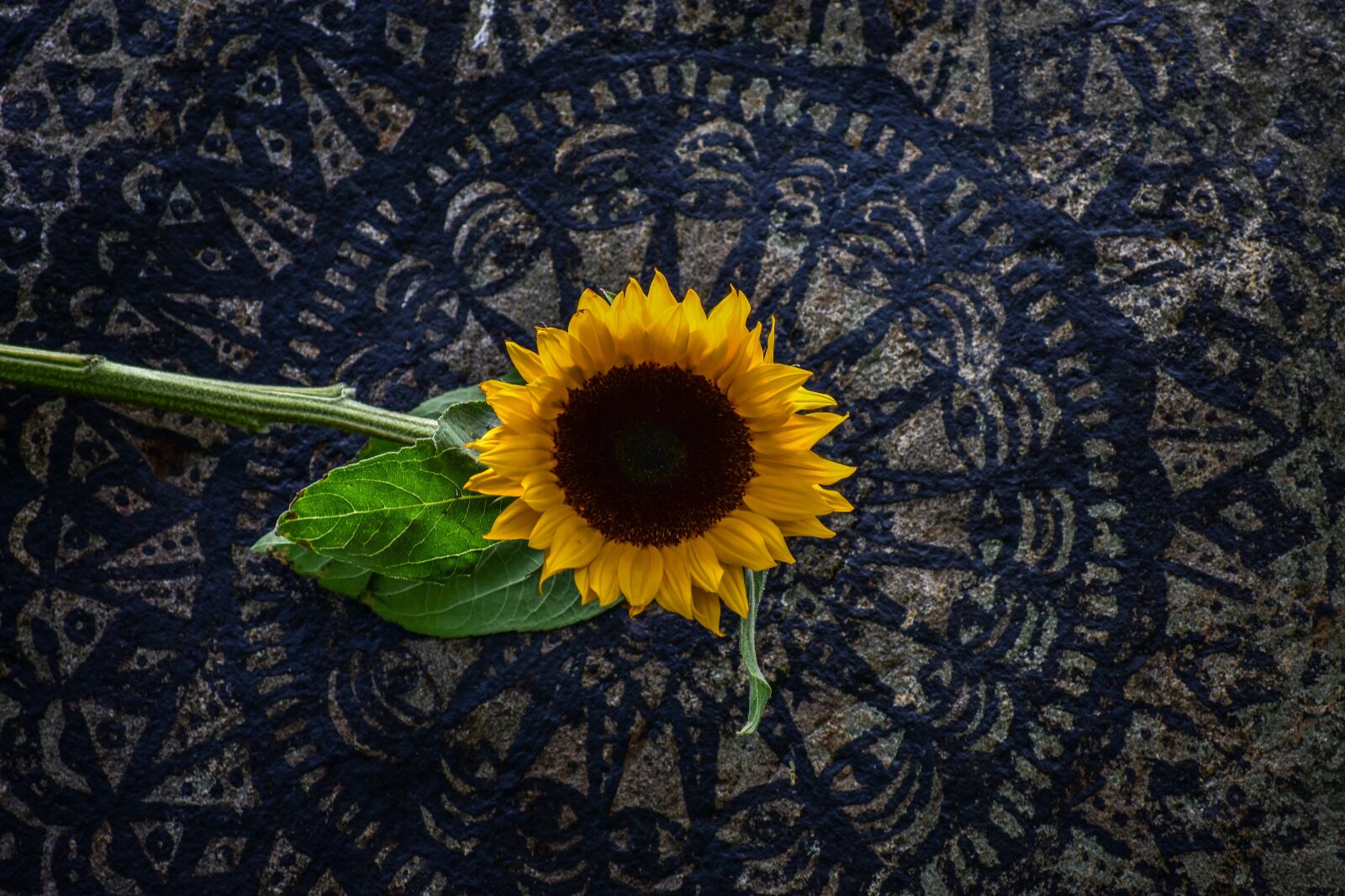Nikon D3400 sample photo. Sunflower, plain, landscape photography