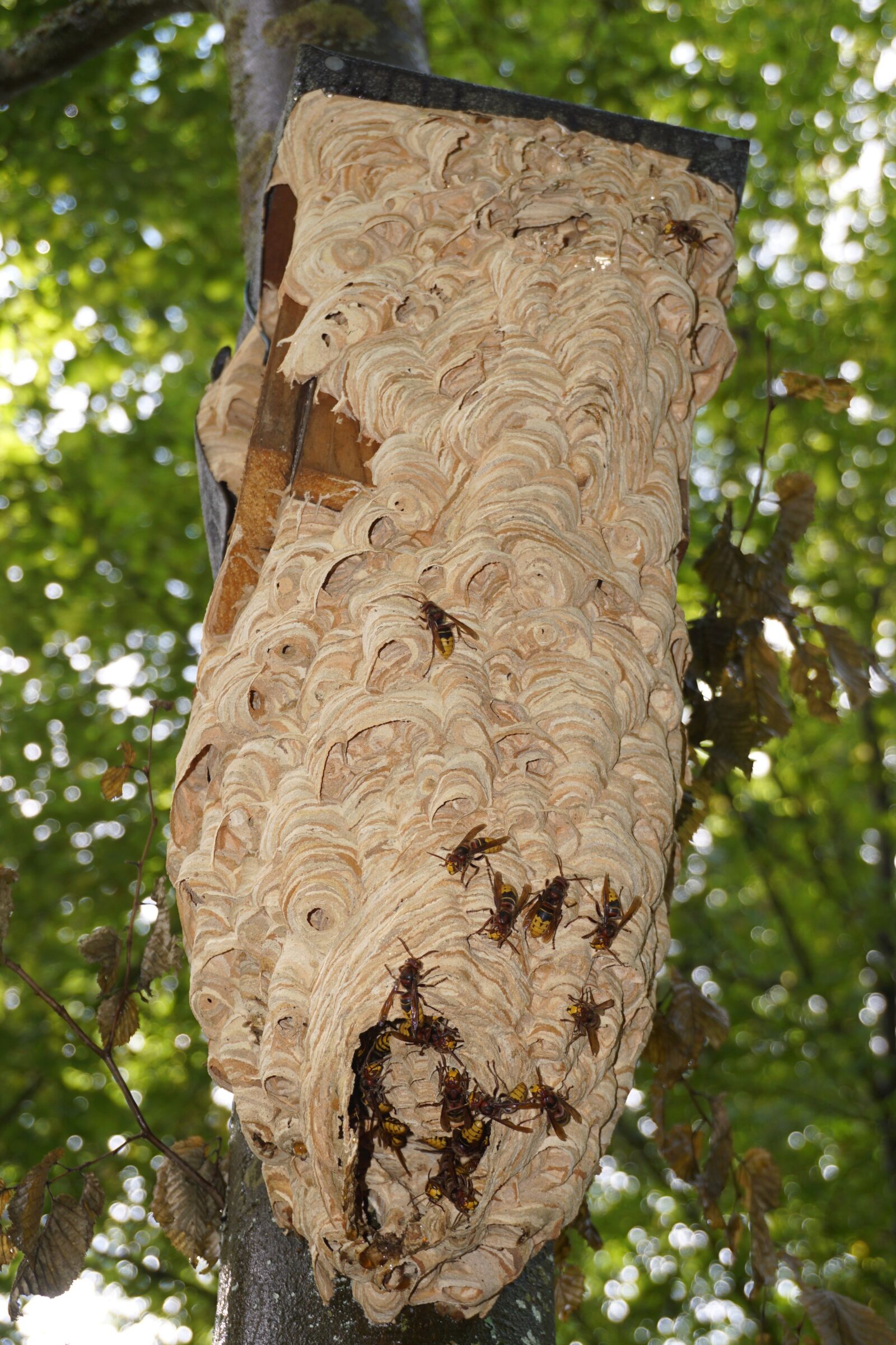 Sony a6000 sample photo. Hornissennest, hornet, insect photography