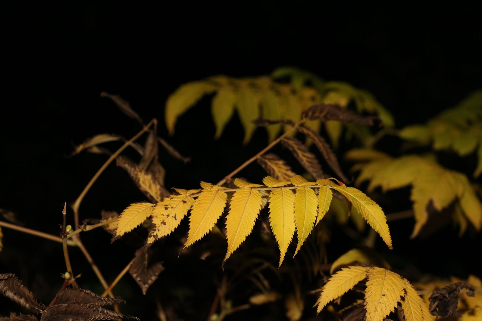 Canon EOS 70D sample photo. Flower, garden, green photography