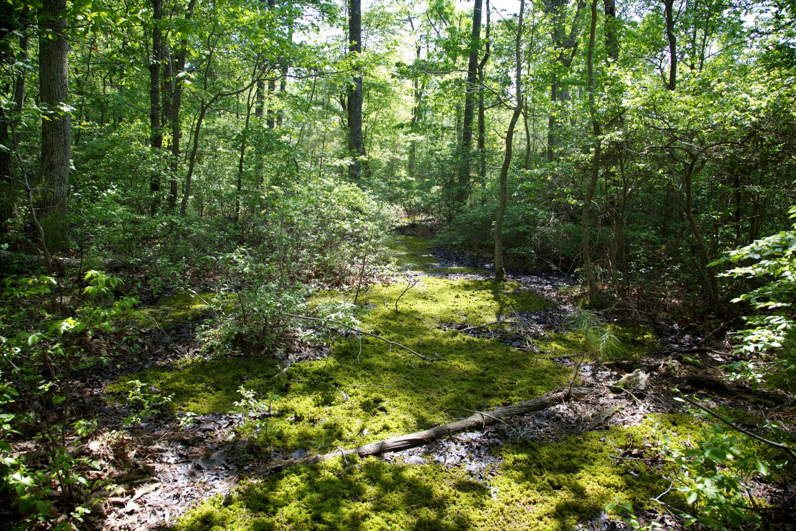 Canon EOS 5D Mark II sample photo. Blackwater, national, forest photography