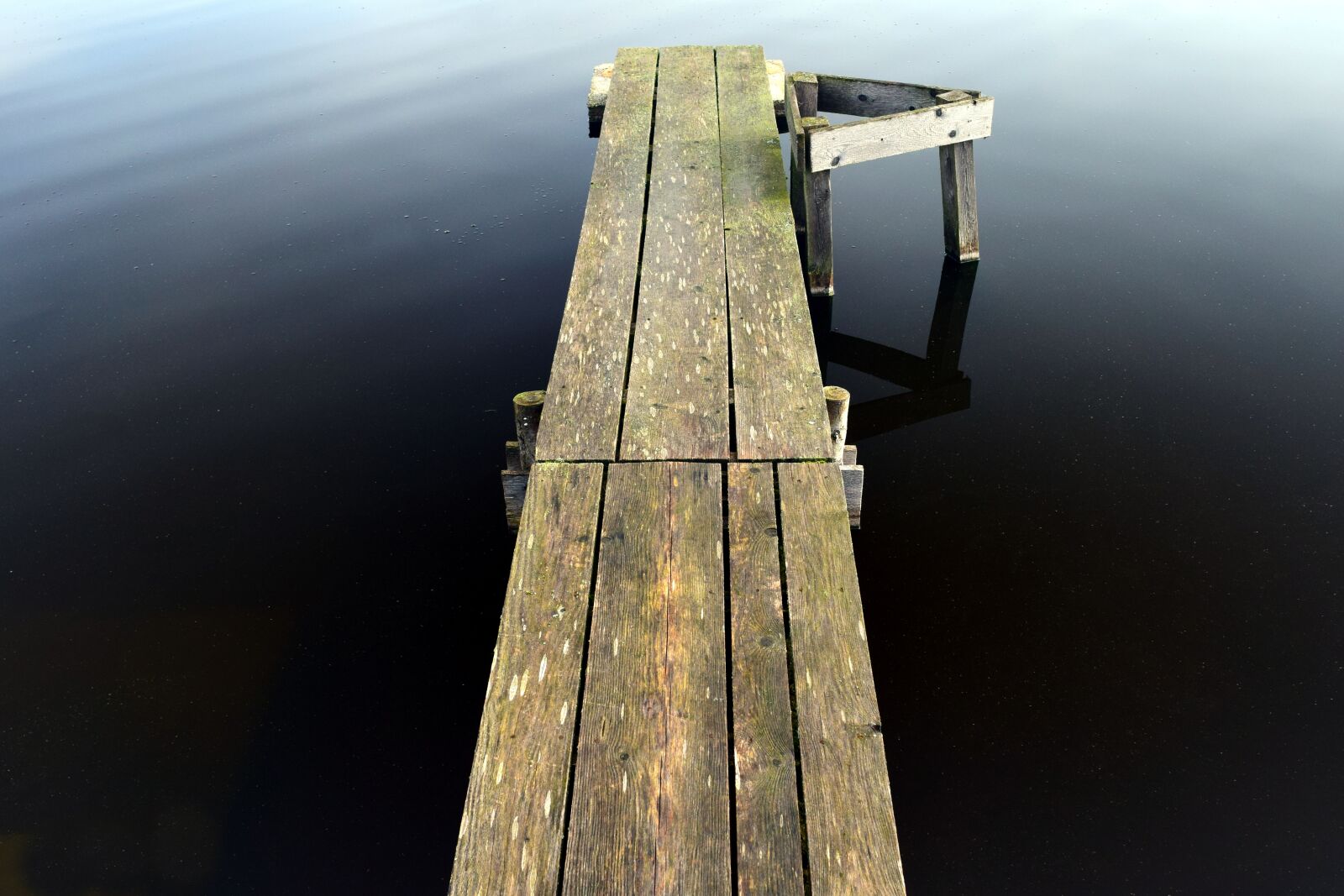 Nikon D3300 sample photo. Web, wood, away photography