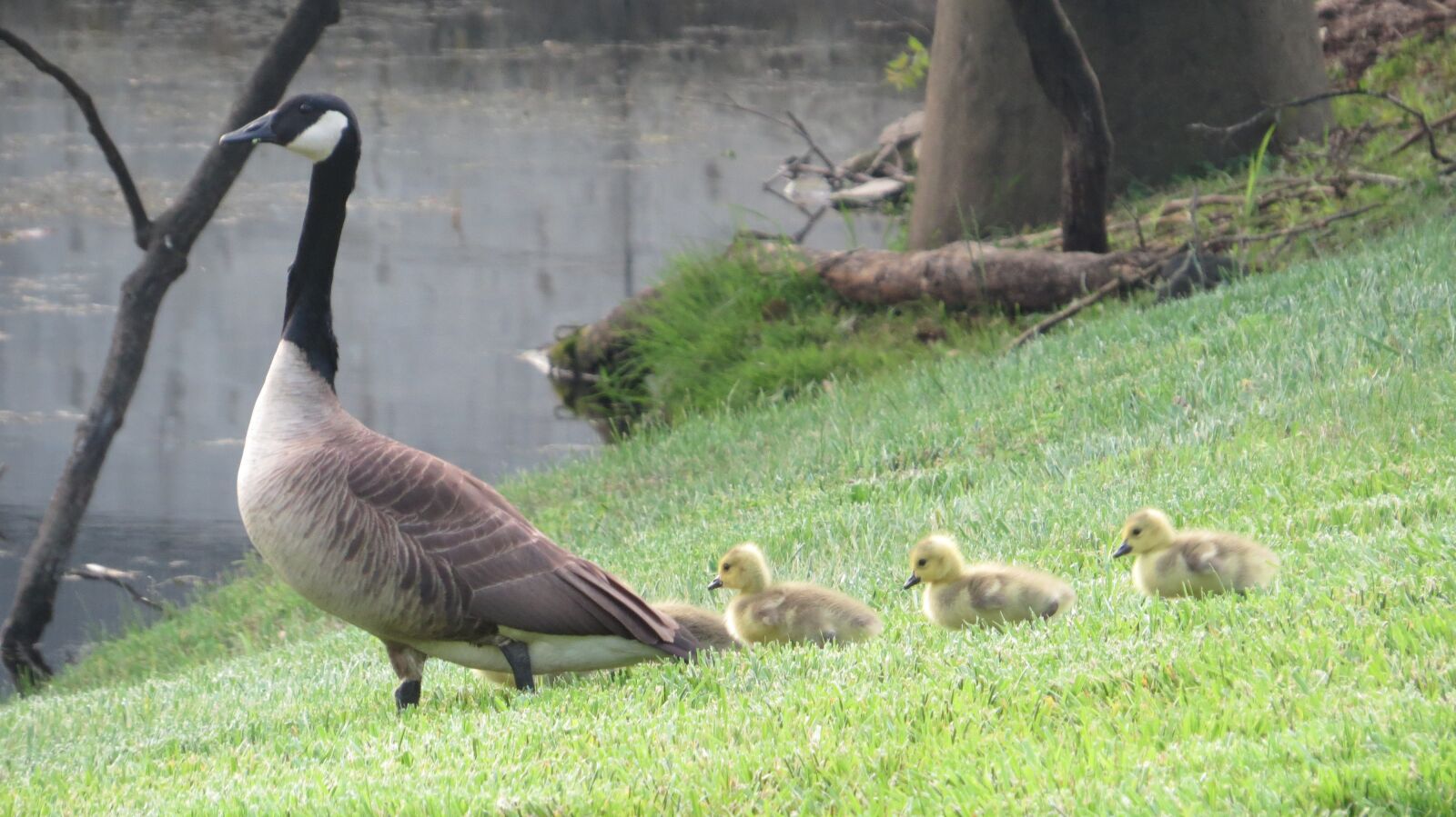 Canon PowerShot SX50 HS sample photo. Mother, geese, wildlife photography