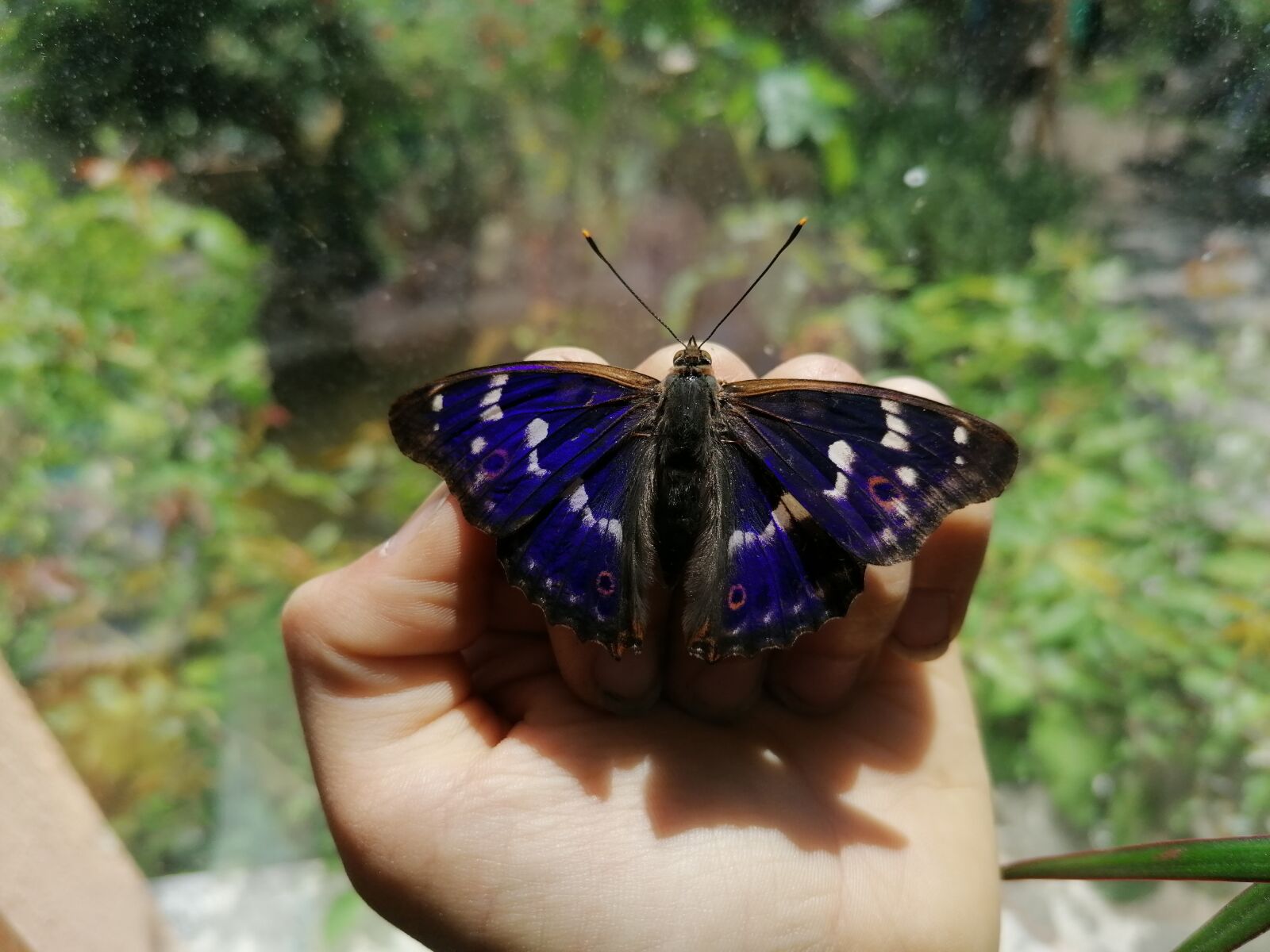HUAWEI P30 LITE sample photo. Great purple emperor, butterfly photography