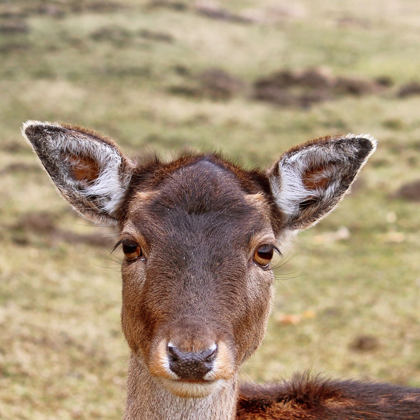 Canon EF-S 55-250mm F4-5.6 IS II sample photo. Roe deer, fallow deer photography