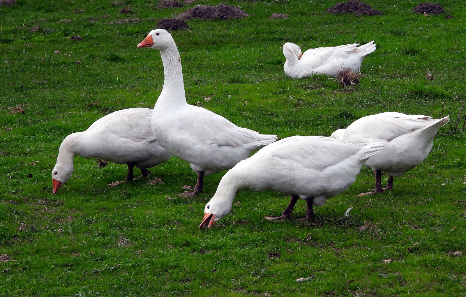 Nikon Coolpix P1000 sample photo. Geese, white goose, animals photography