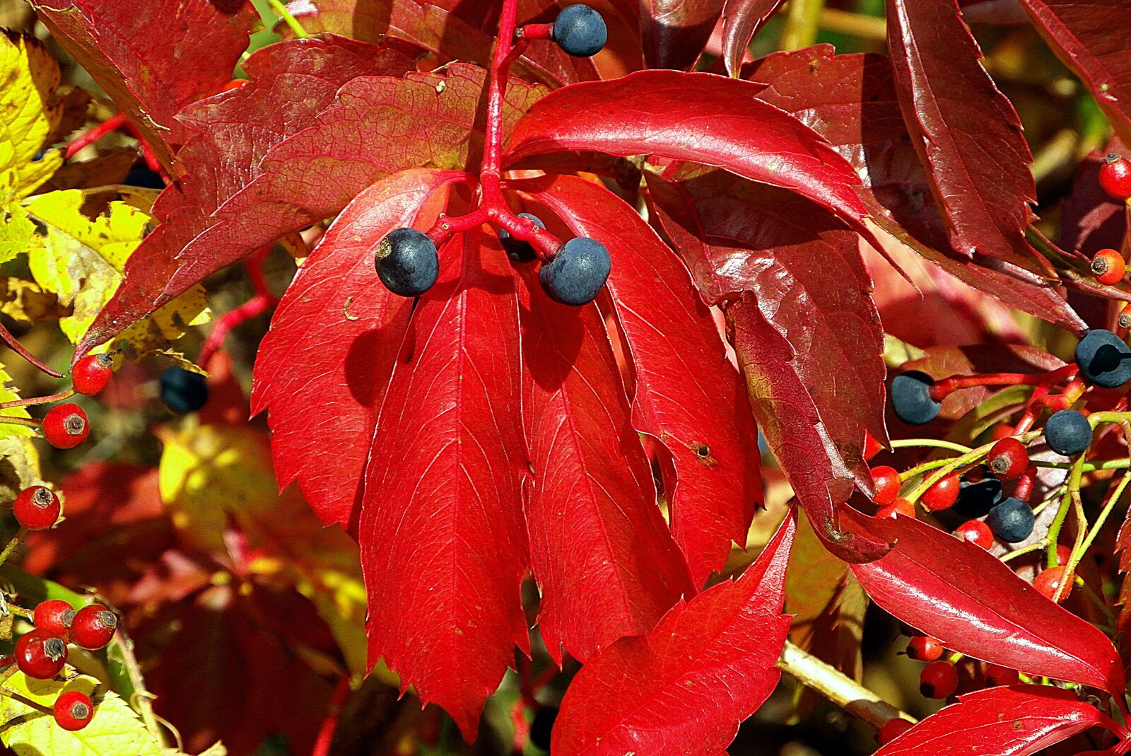 Samsung WB750 sample photo. Virginia creeper, wild wine photography
