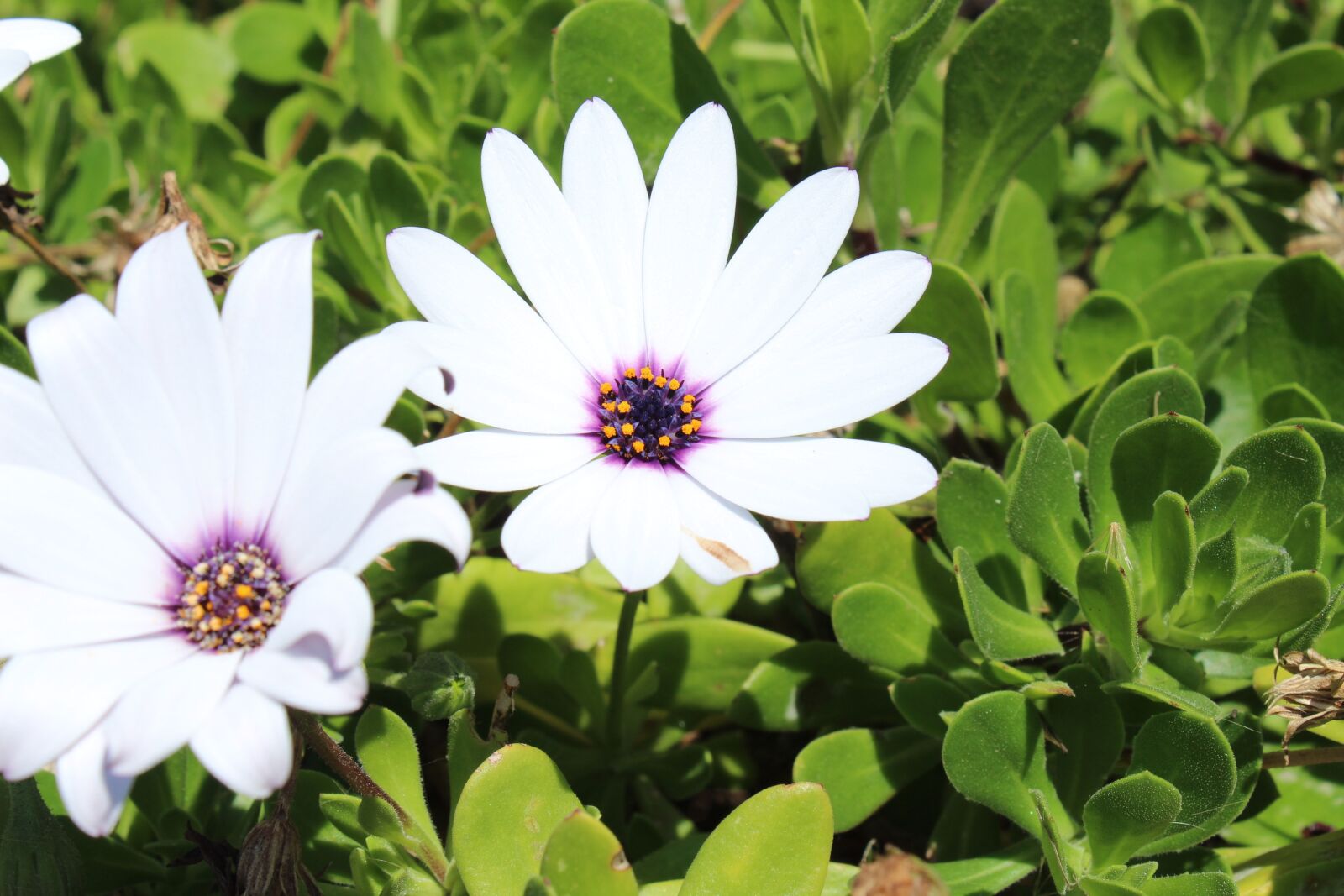 Canon EOS 1300D (EOS Rebel T6 / EOS Kiss X80) sample photo. Flower, plant, flourishing photography