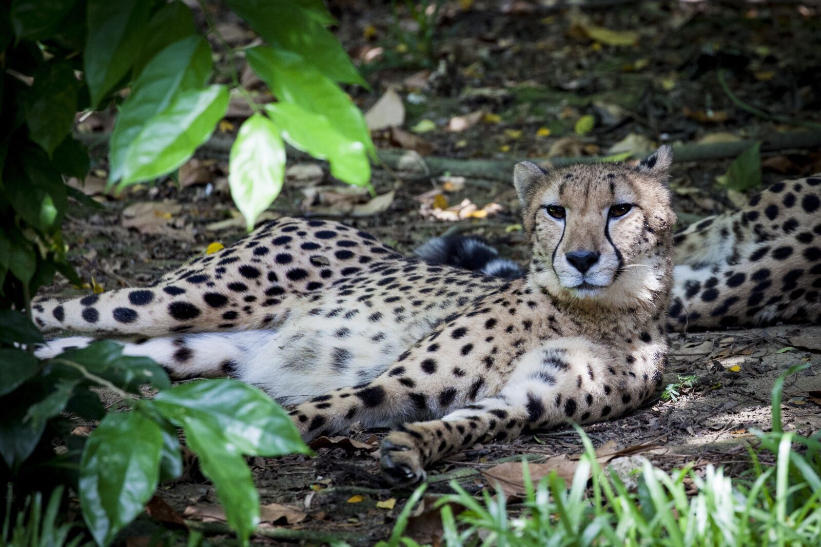 Canon EOS 5D Mark II sample photo. Cheetah, predator, wild photography
